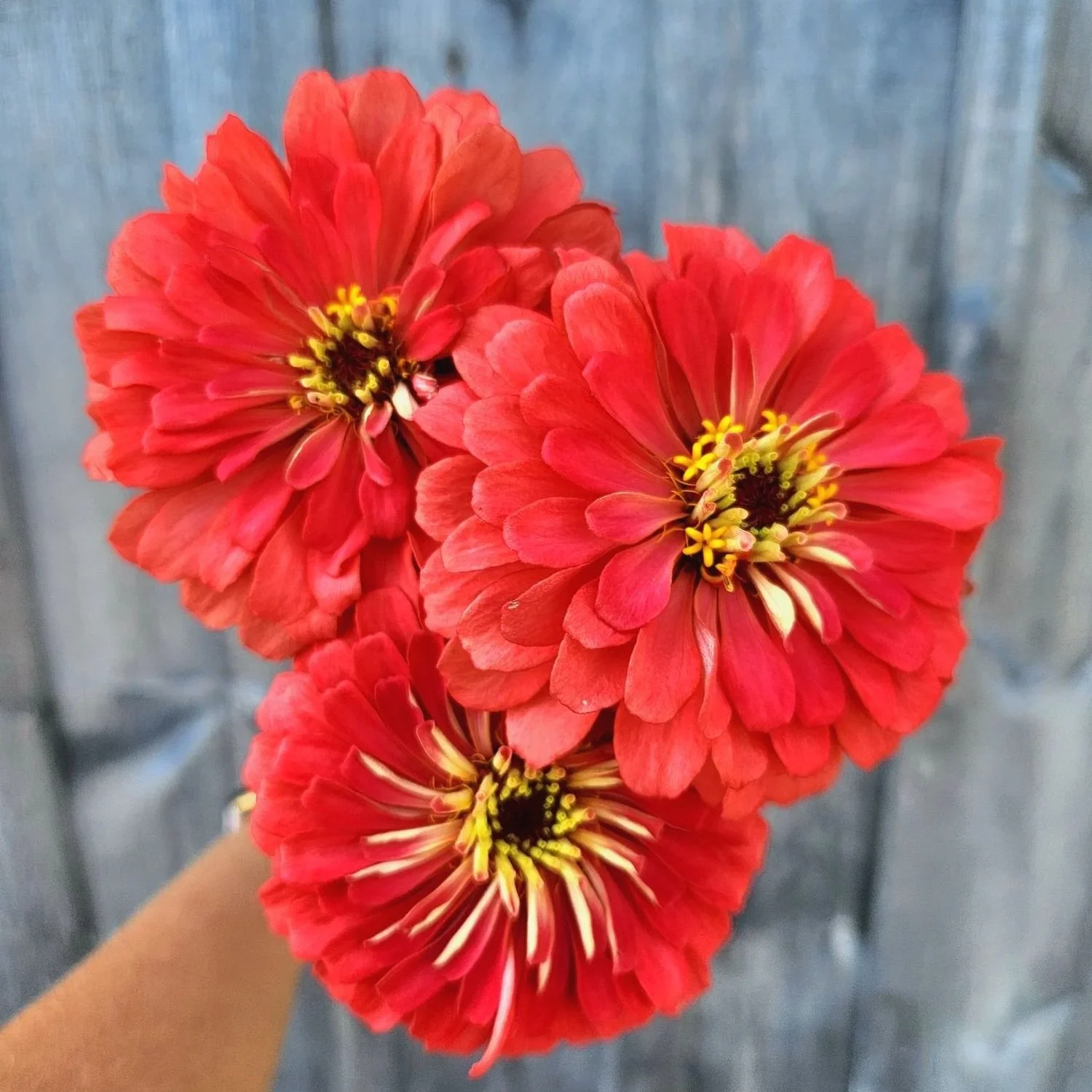 Zinnia+benarys+giant+coral. Peachy, pink with an orange hint coloring. Double petals, daisy looking flower.