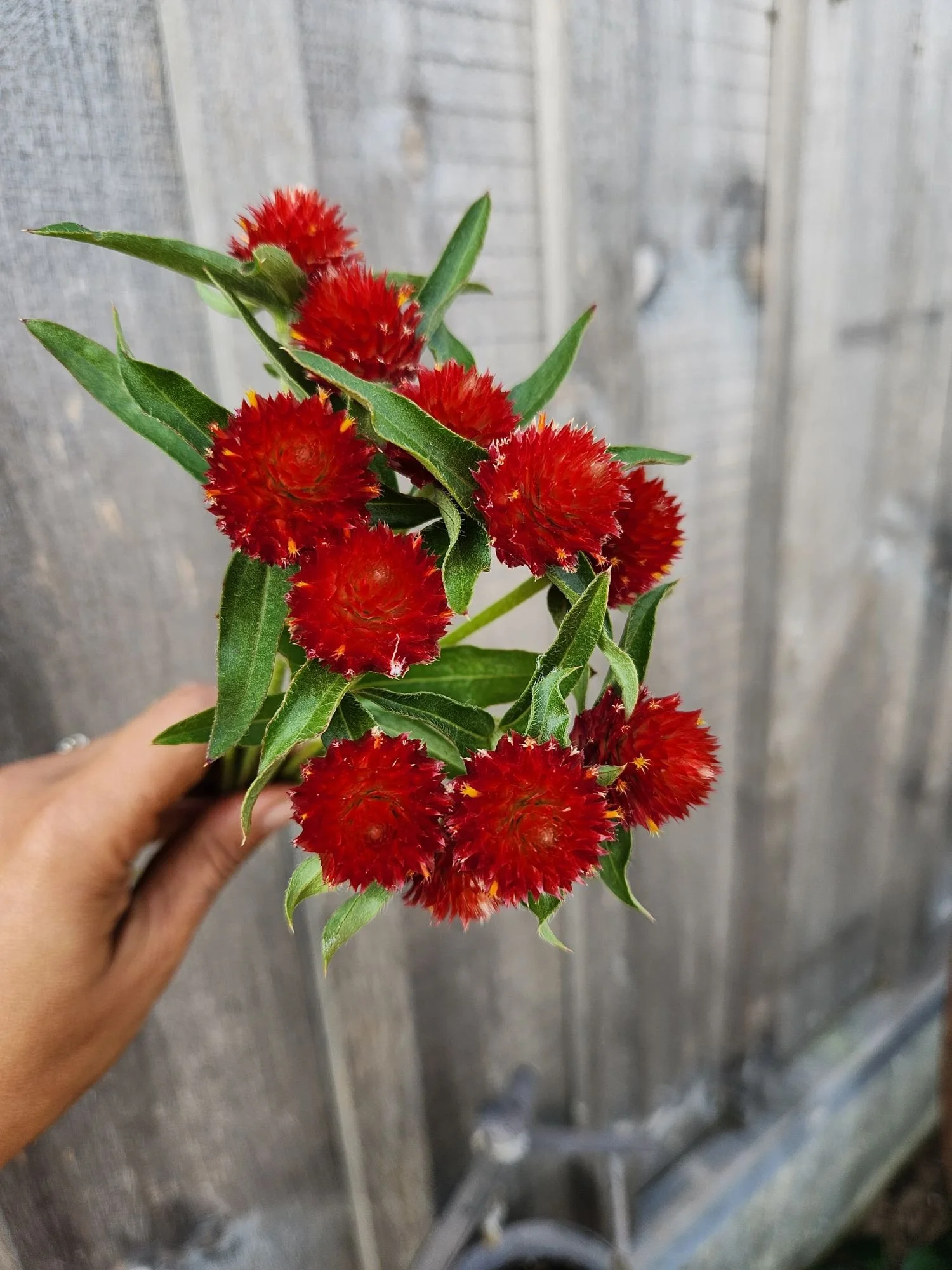 Gomphrena Strawberry Fields - Small red balls with a spikey appeance