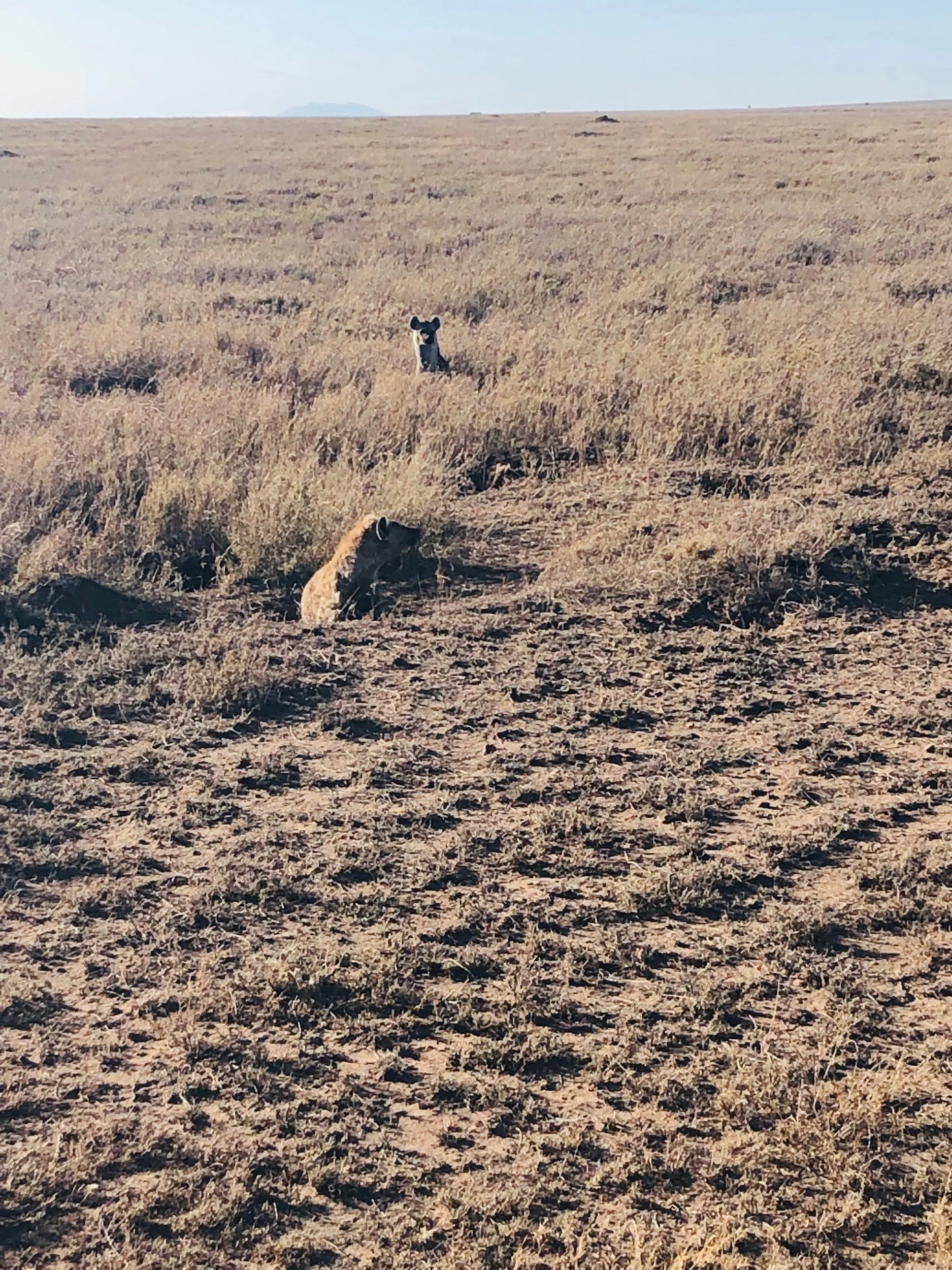 IMG_6208.jpeg