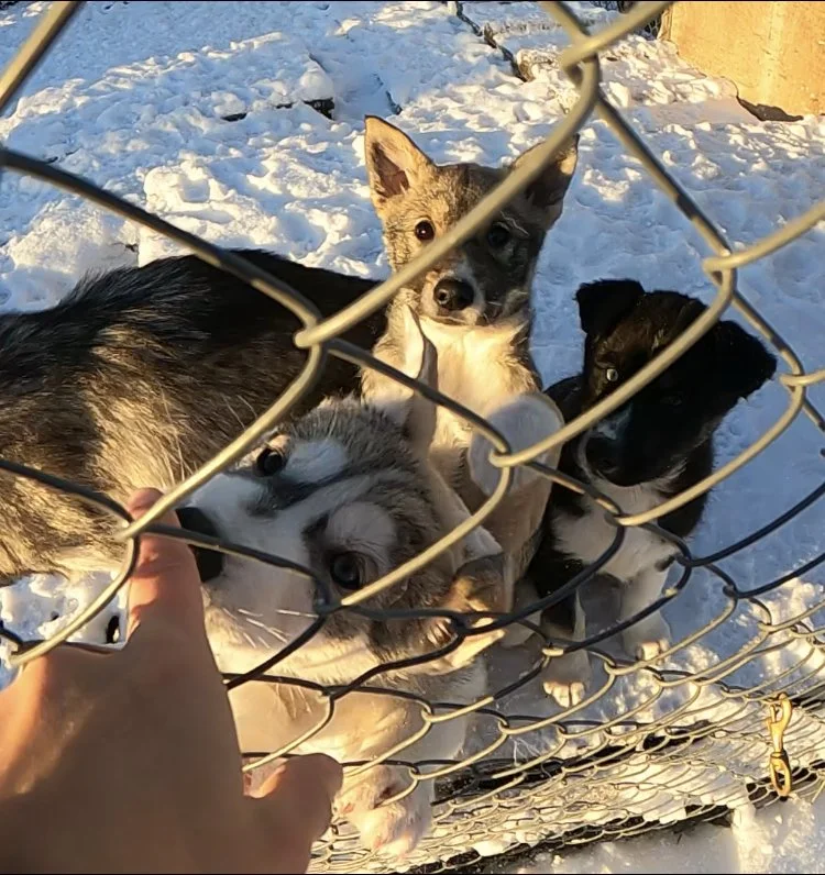 Bébés huskies (Copy)