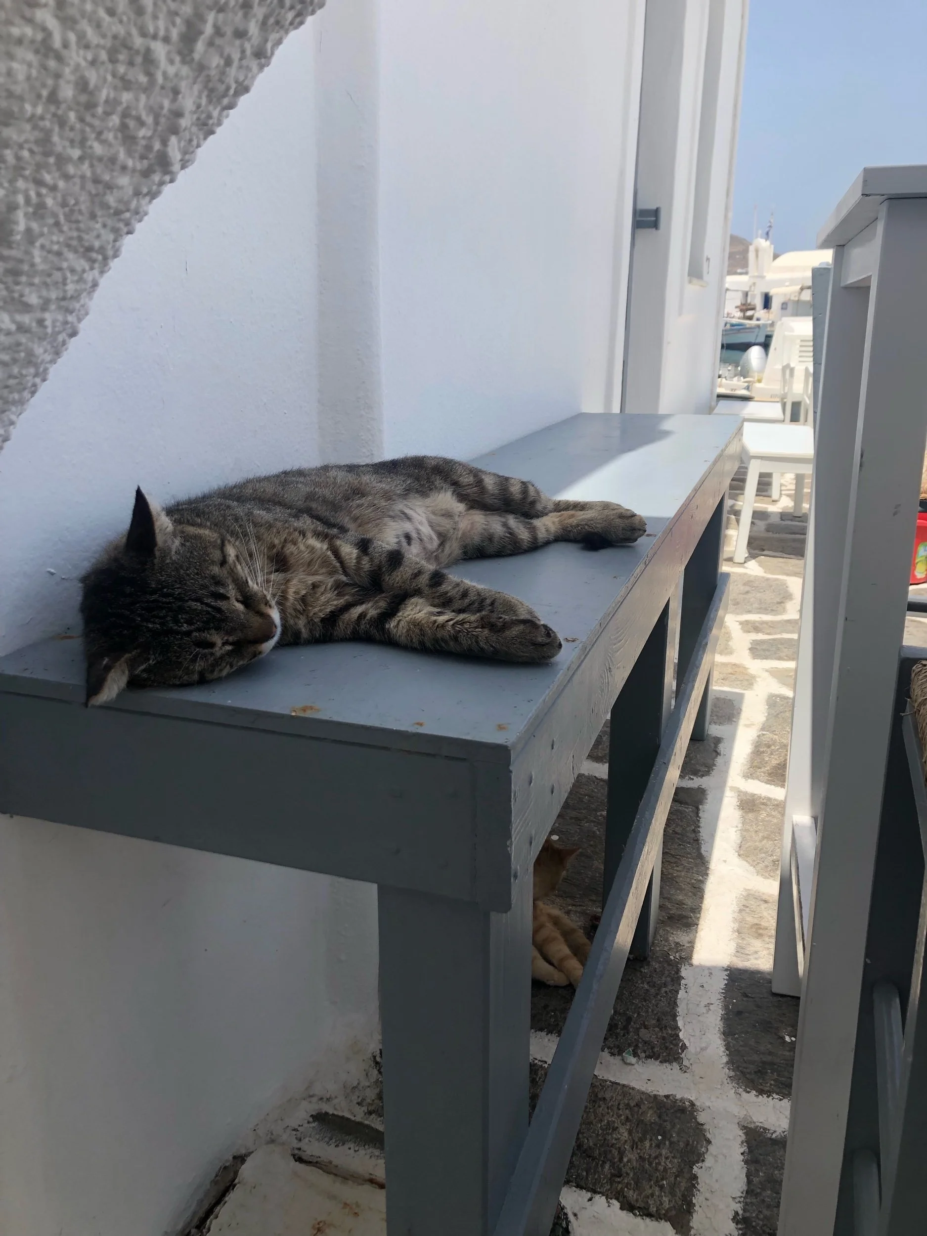 IMG_6793.jpeg