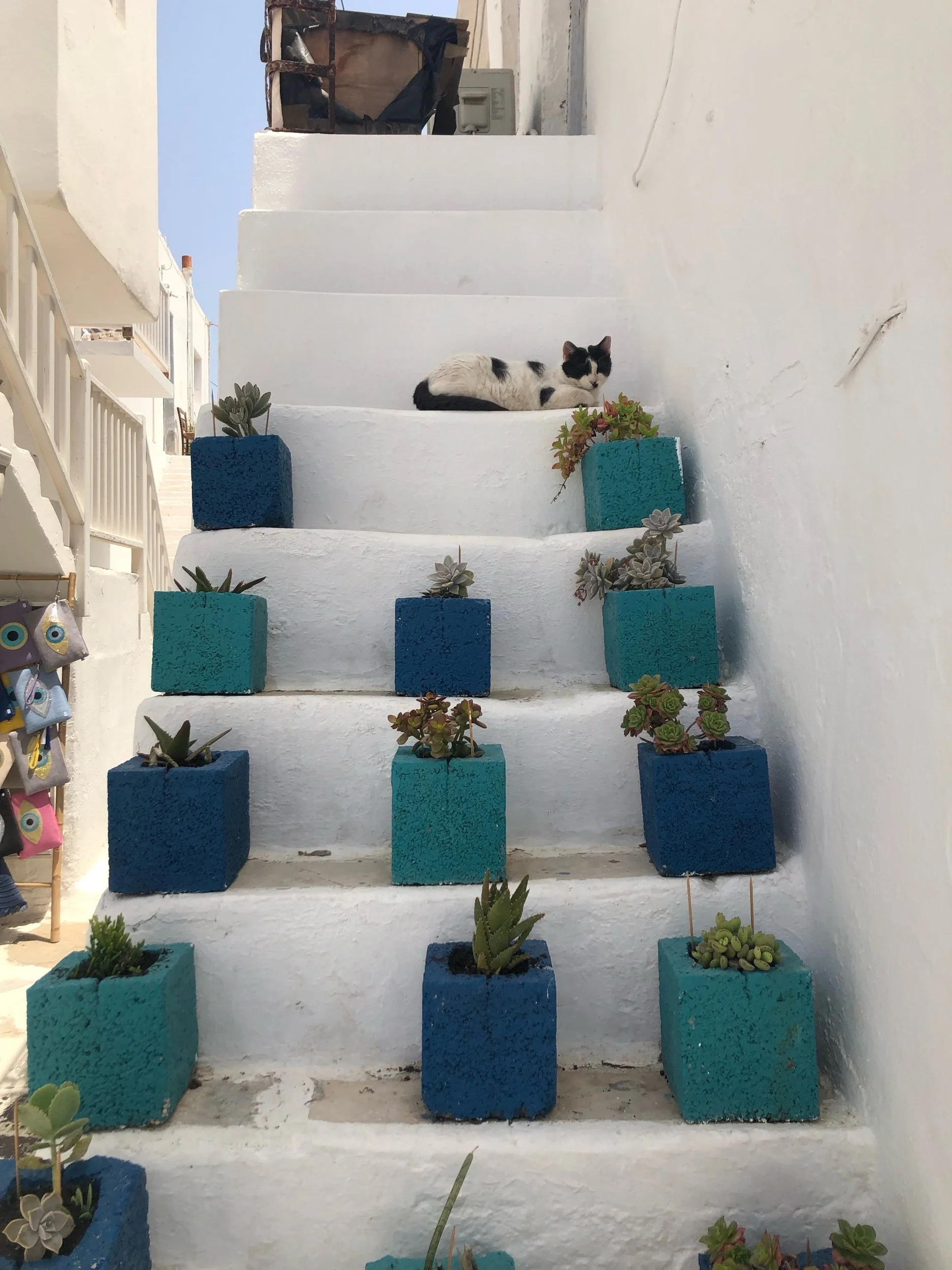 IMG_6794.jpeg