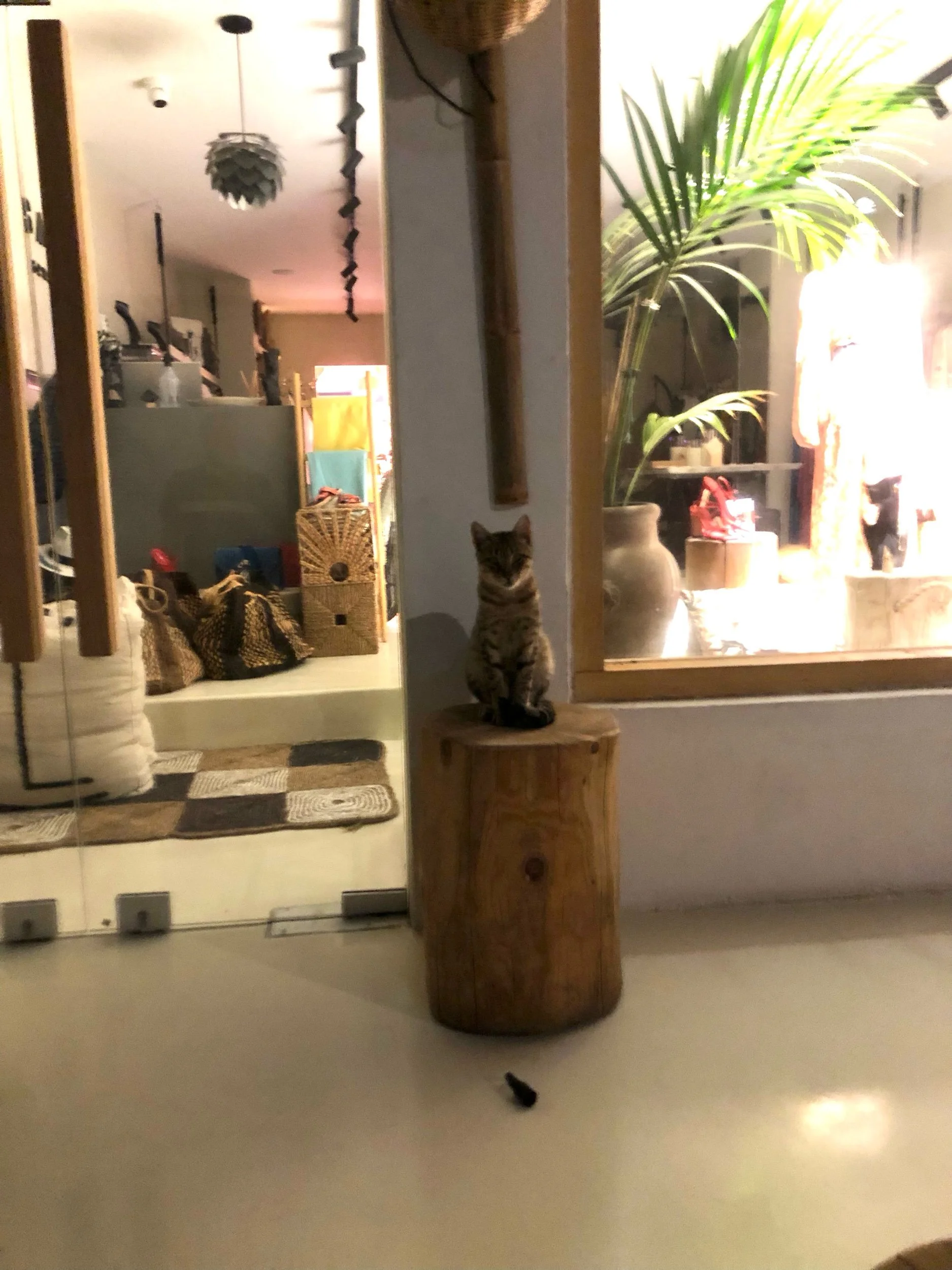 IMG_7815.jpeg