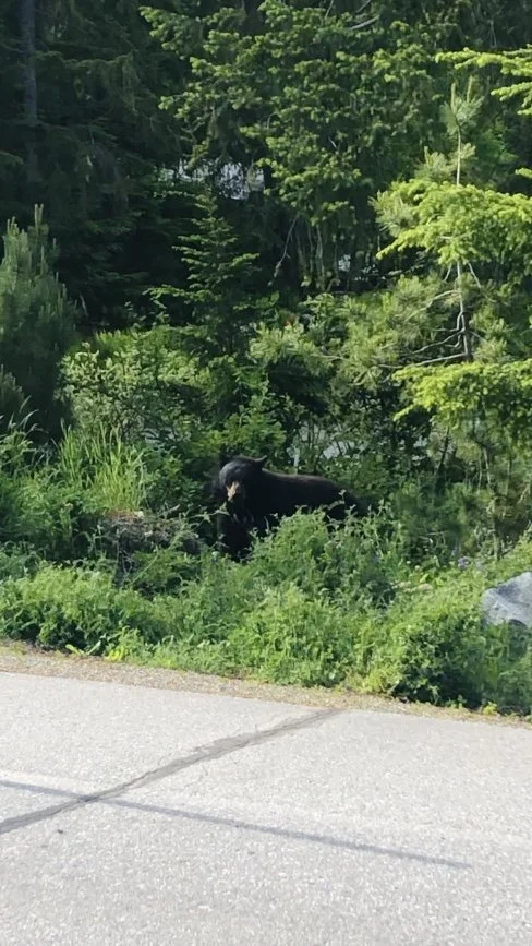 Black bear in the village (Copy)