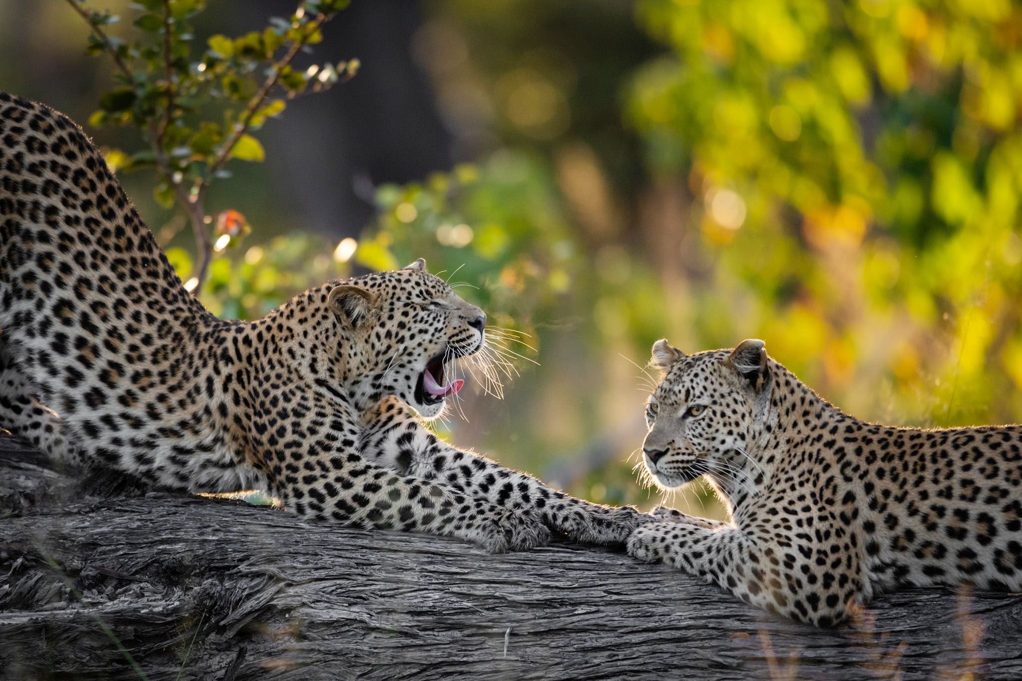 leopards.jpeg