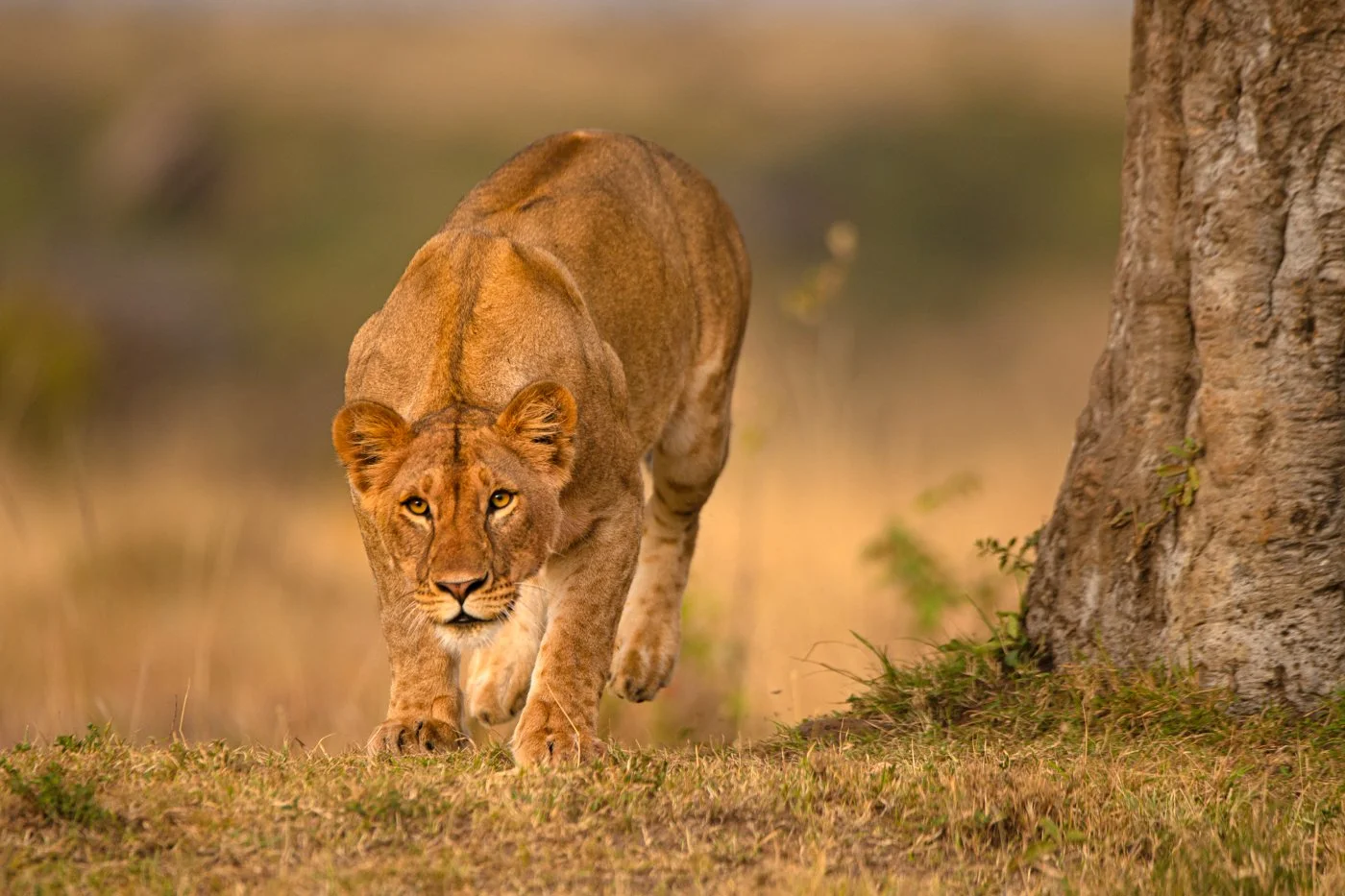 Albie lion.jpg