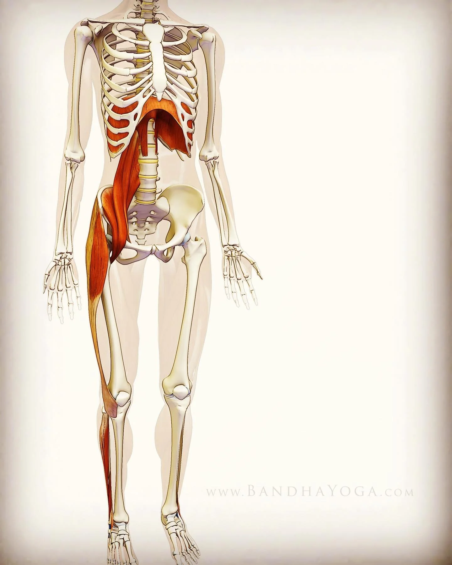Interlocking part of diaphragm and psoas major
The diaphragm and psoas major are connected at the lumbar vertebrae in the back. You can see that the psoas major muscle is closely related to the diaphragm as it works for movements such as raising the