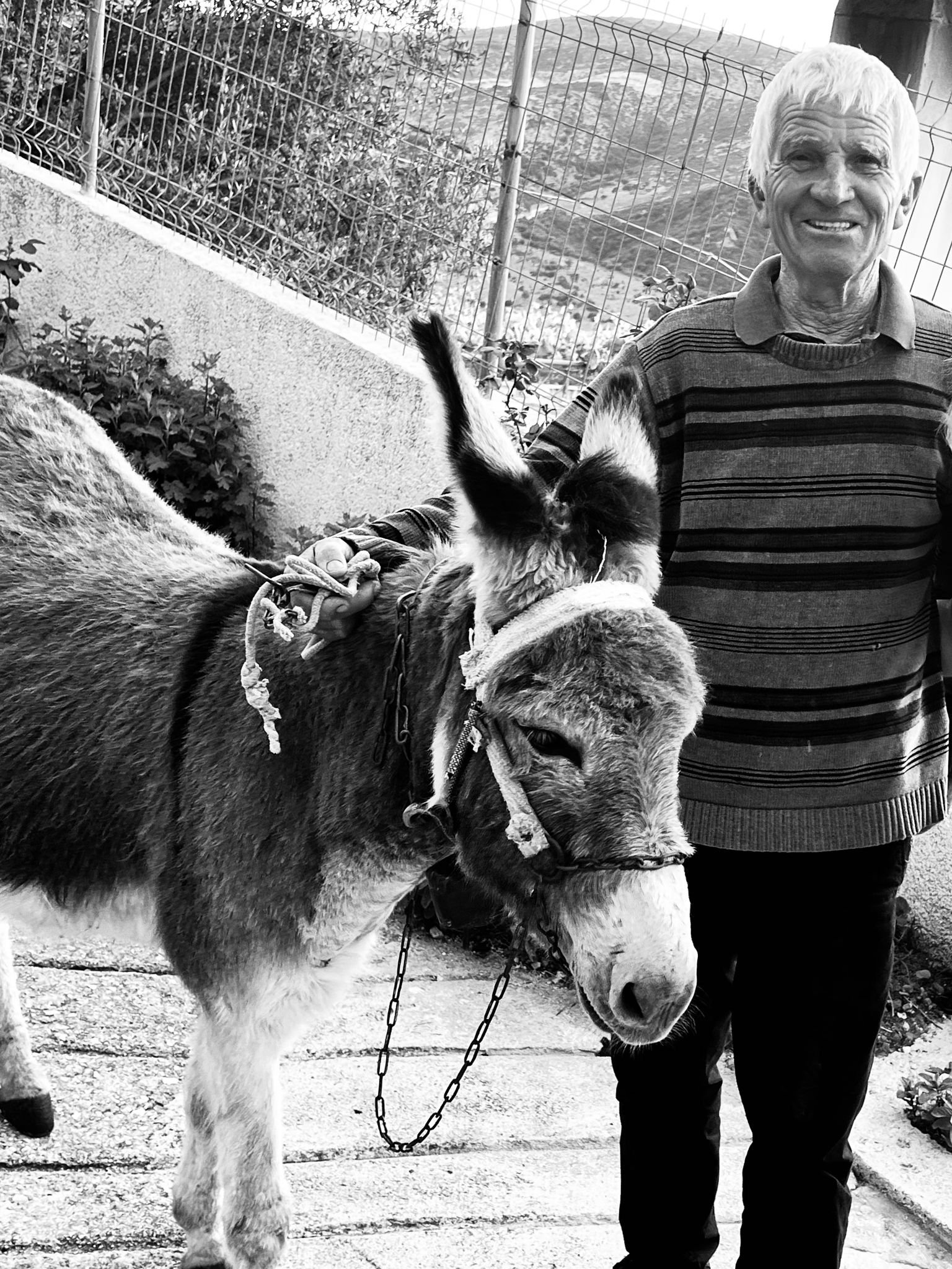 Greek Donkey & Costa