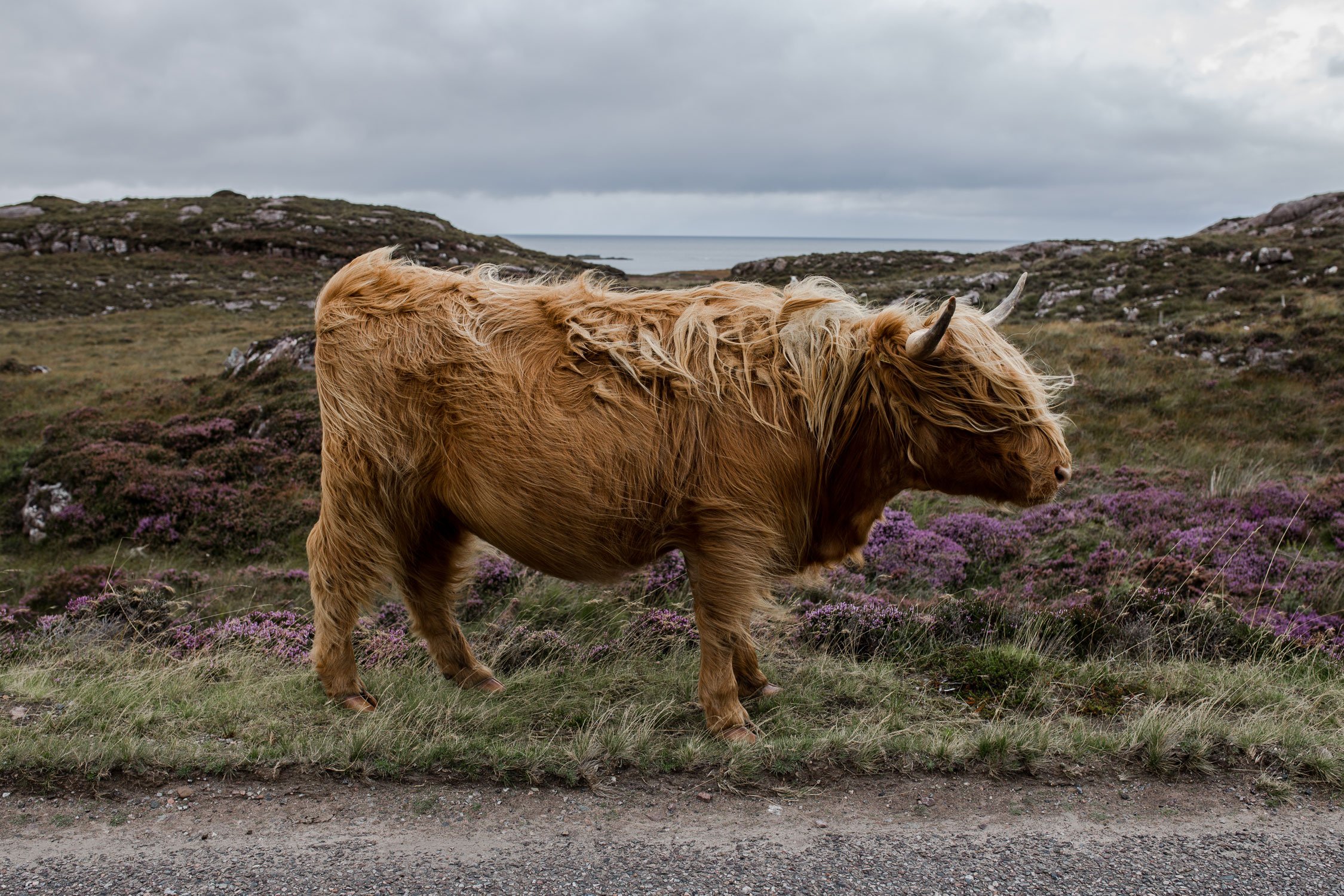 Ecosse-12.jpg