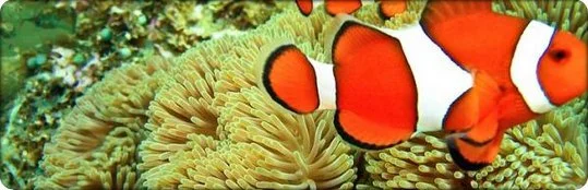 Stuck at Niche Selection - A Sign of the Resistance?