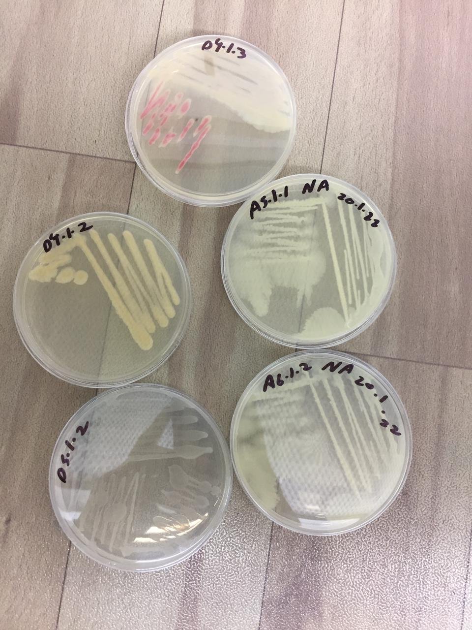 Pure cultures of some of the bacteria isolated from site.