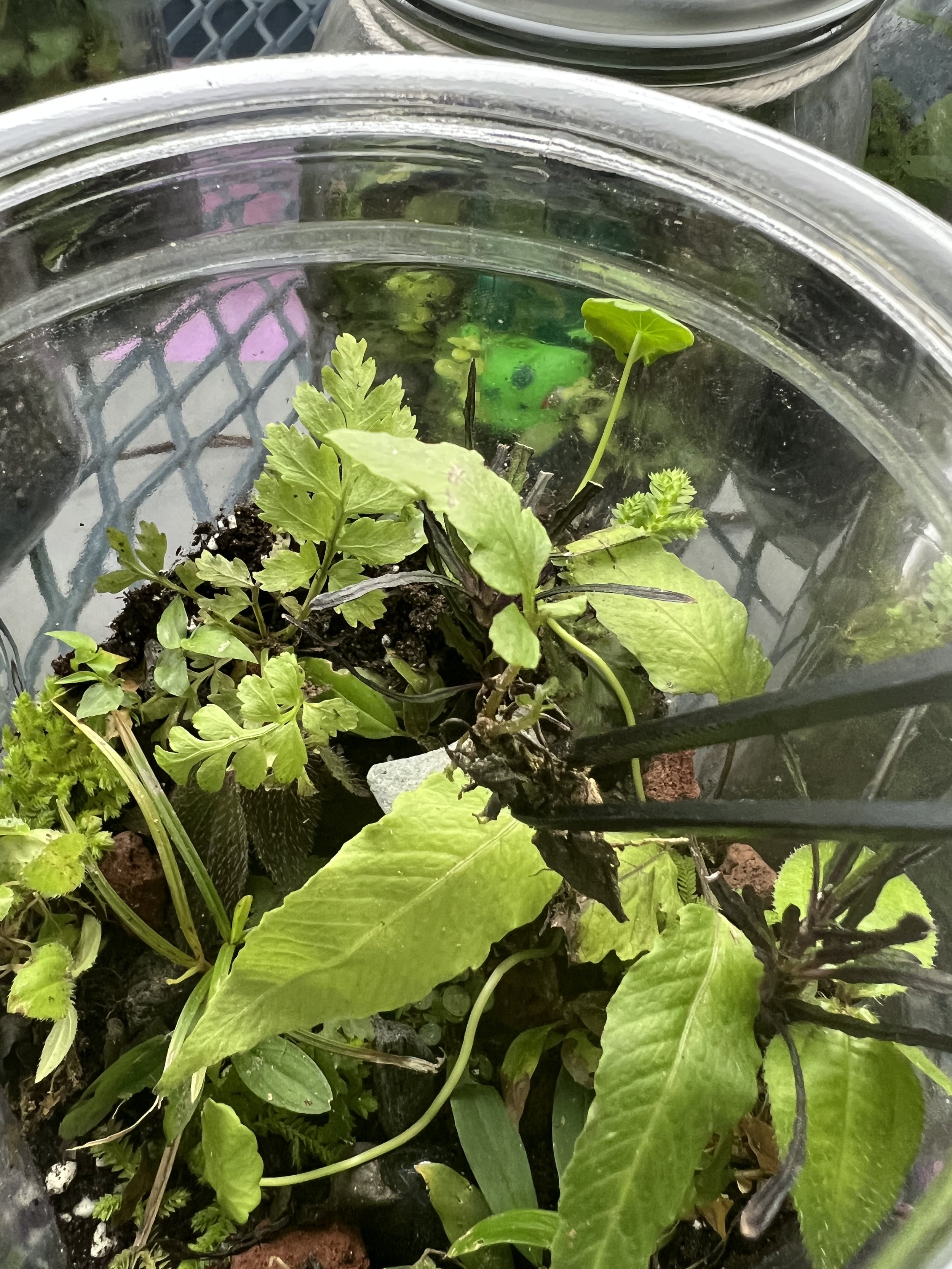 Plants going into a terrariums