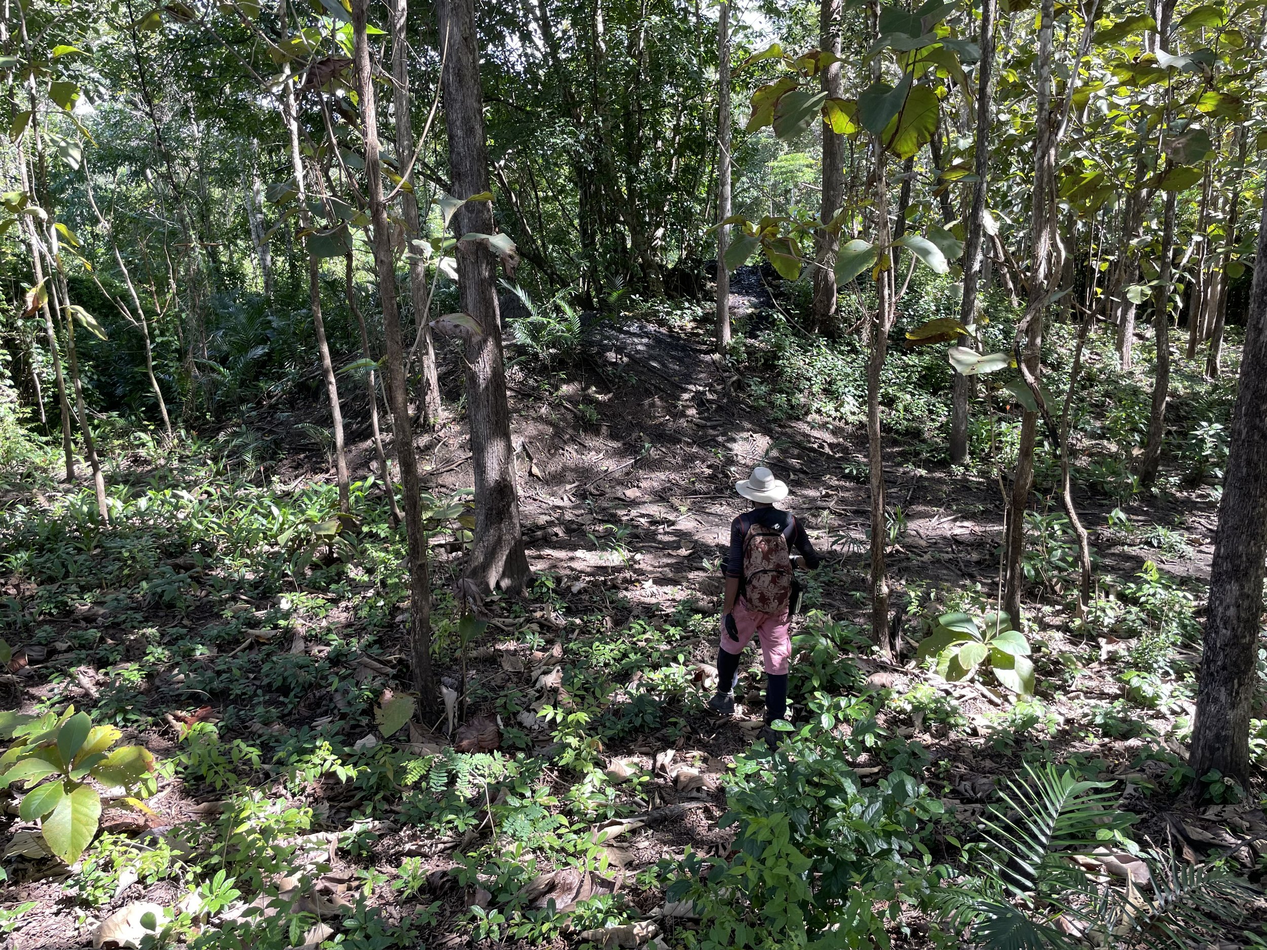 Jungle with natural oil seeps from which oil degrading bacteria was isolated.