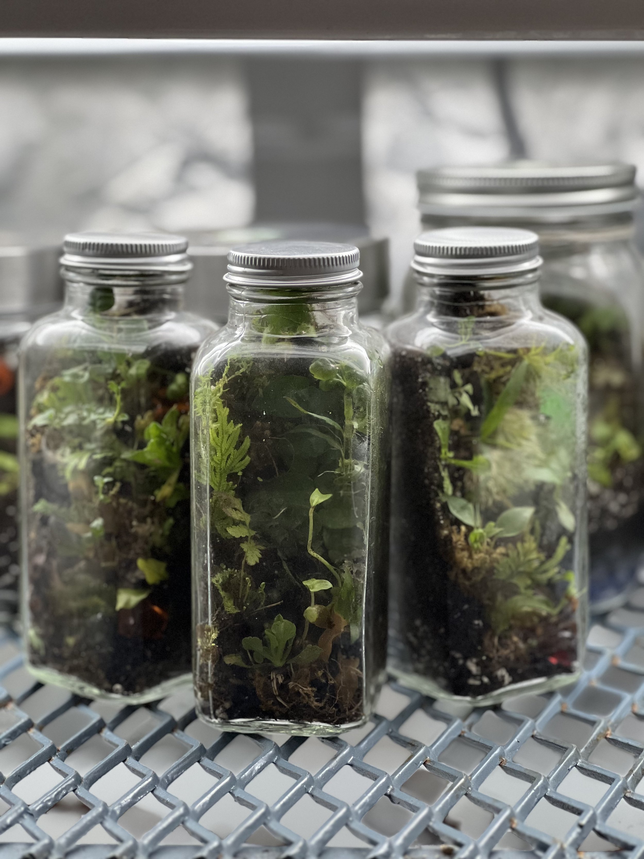 Terrariums built in trinidad