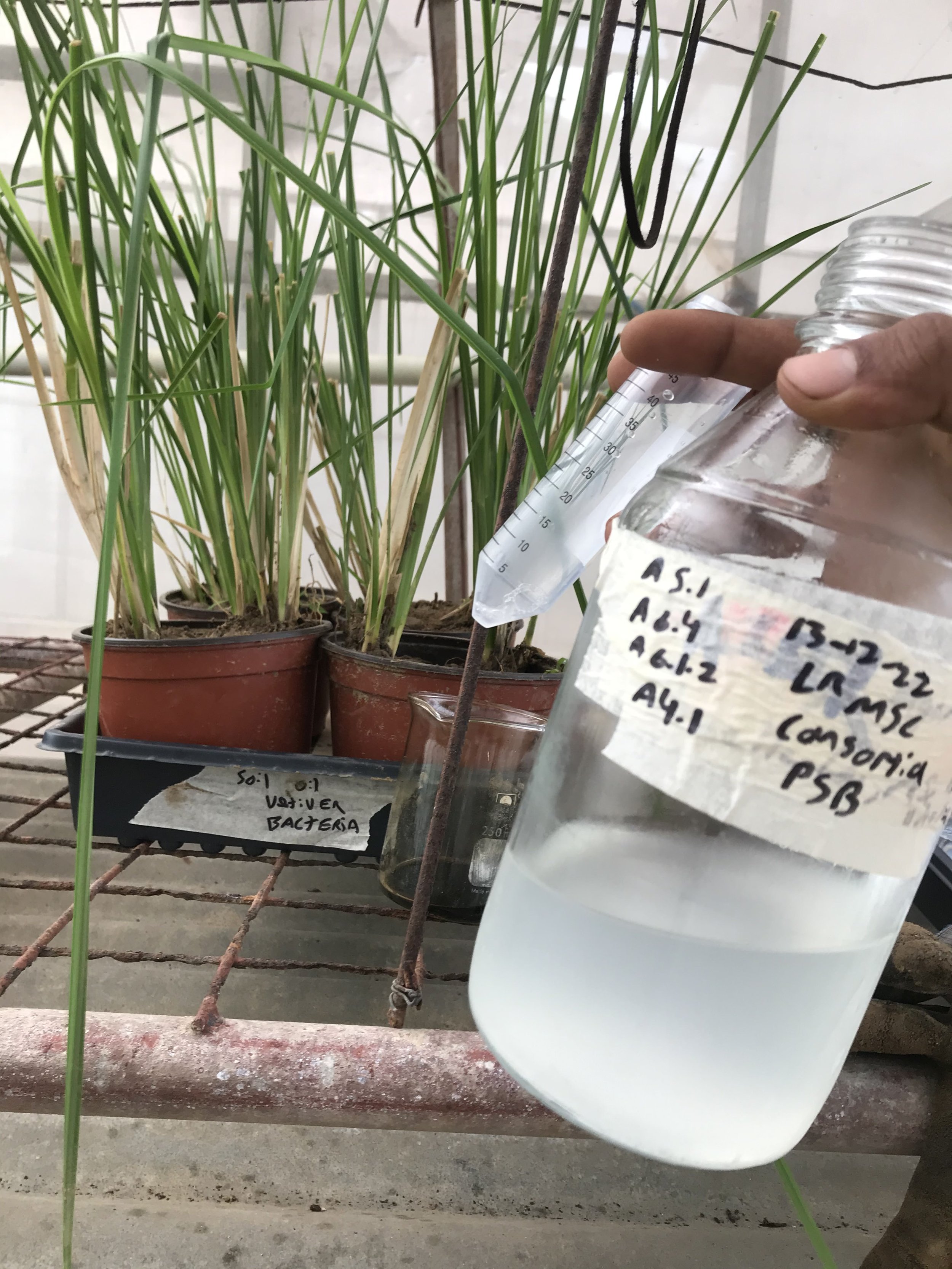 Greenhouse trials of defined bacteria consortia being added to plant growing in oil contaminated soil.