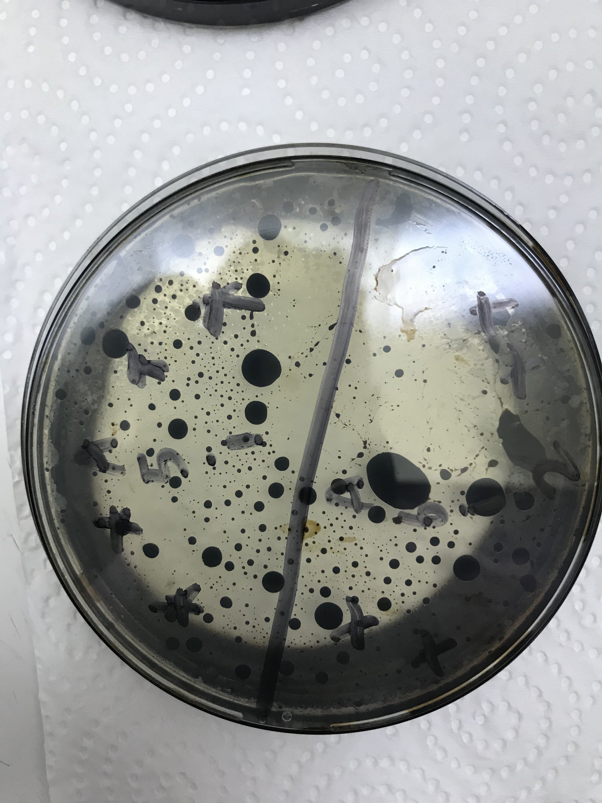 Bacteria degrading oil after 48hrs.