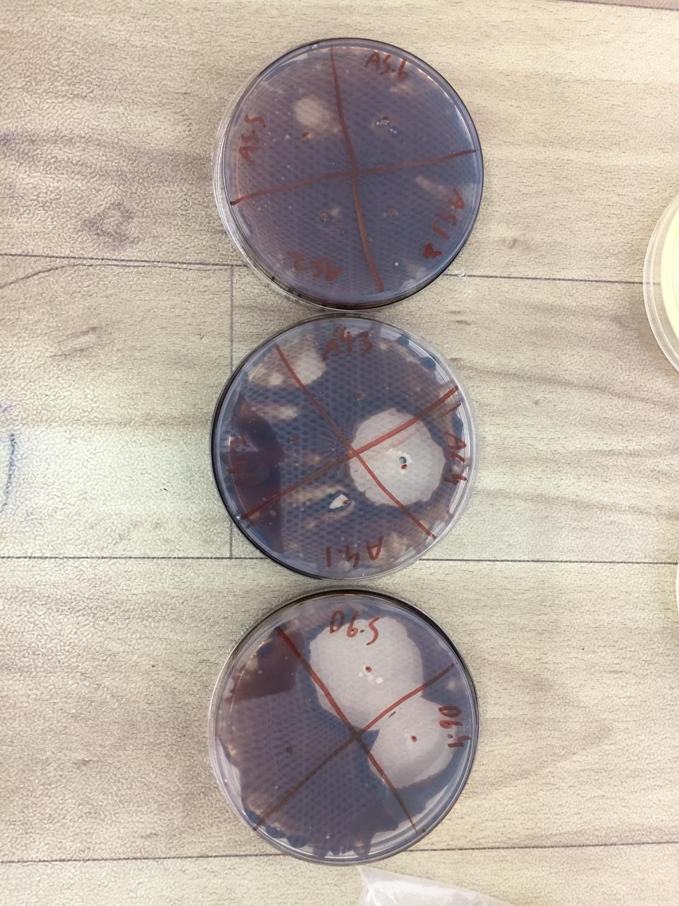 First confirmatory test of bacteria ability to degrade oil. Clear zones indicate bacteria ability to break down crude oil.
