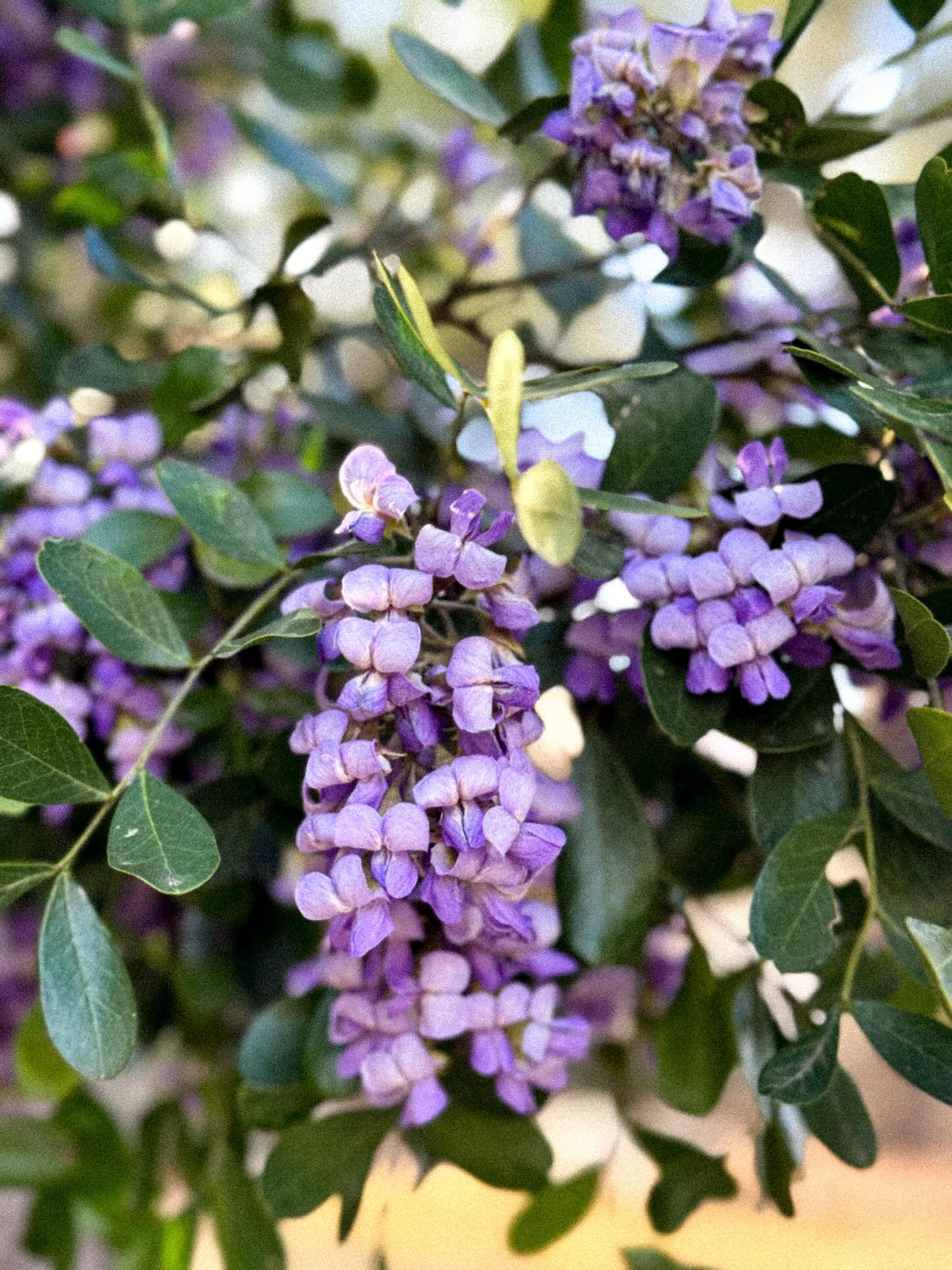 It&rsquo;s mountain laurel season which means the air smells like grape soda. Edie and a friend have decided they&rsquo;re going to sell seeds and seedlings. This age is so cute&hellip; so many entrepreneurial opportunities that each last about 5 min