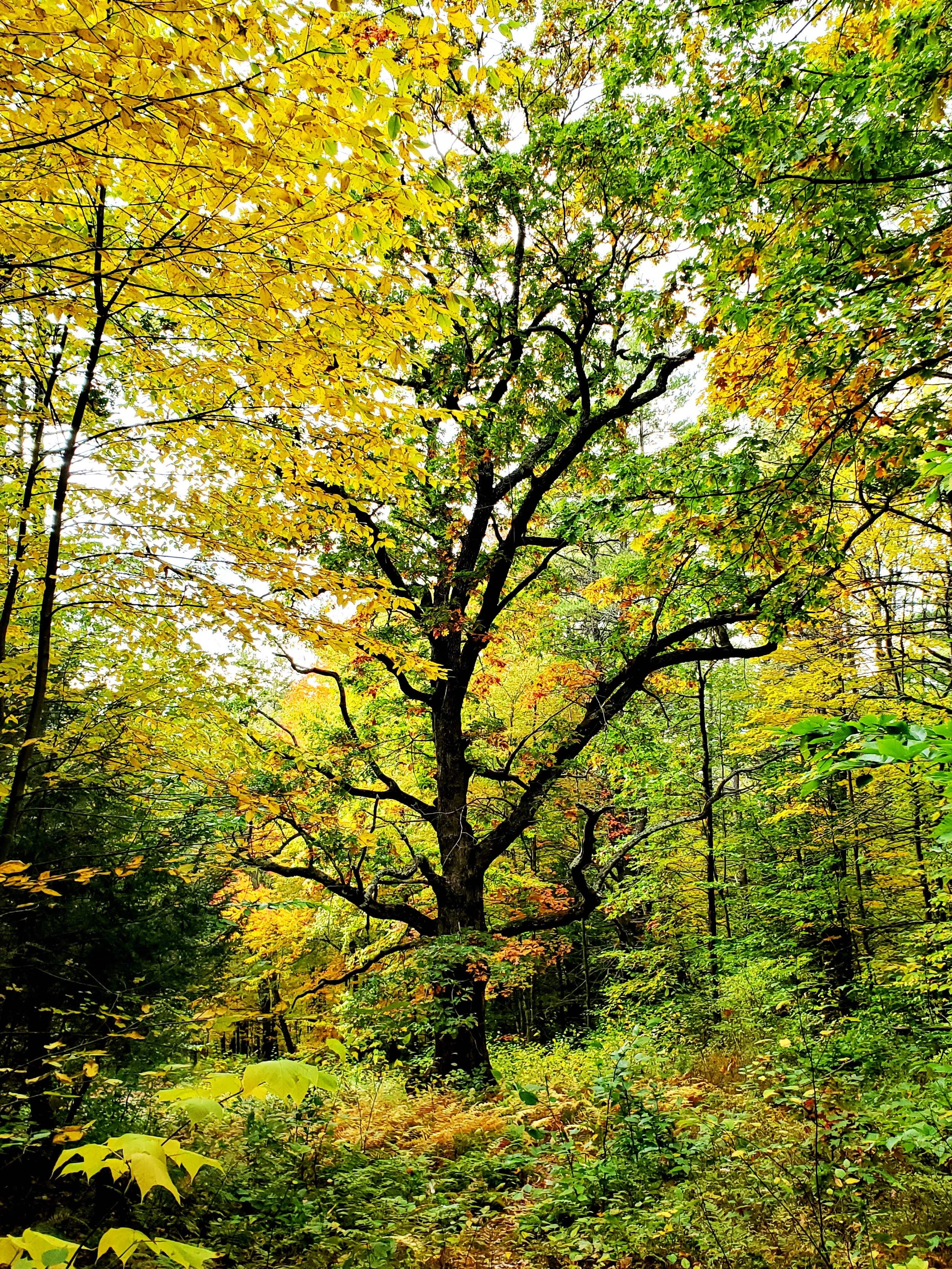 mid-autumn oak tree surrounded by bright yellowing aspens