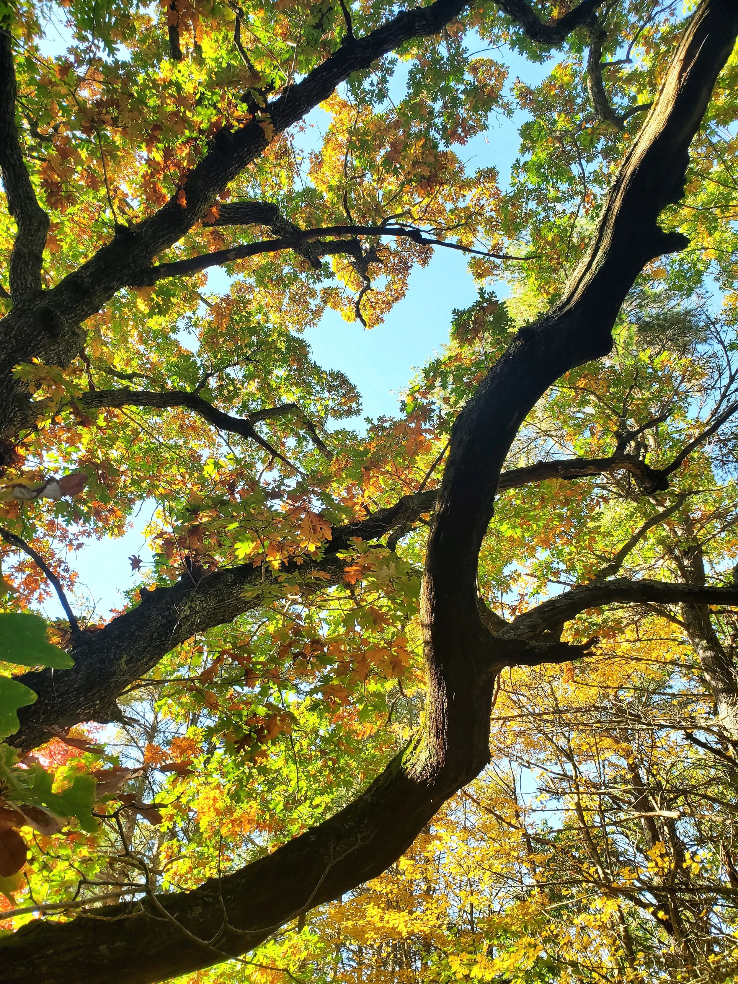 close-up from below of autumn oak branches, green-gold and orange accents, bright blue sky in background