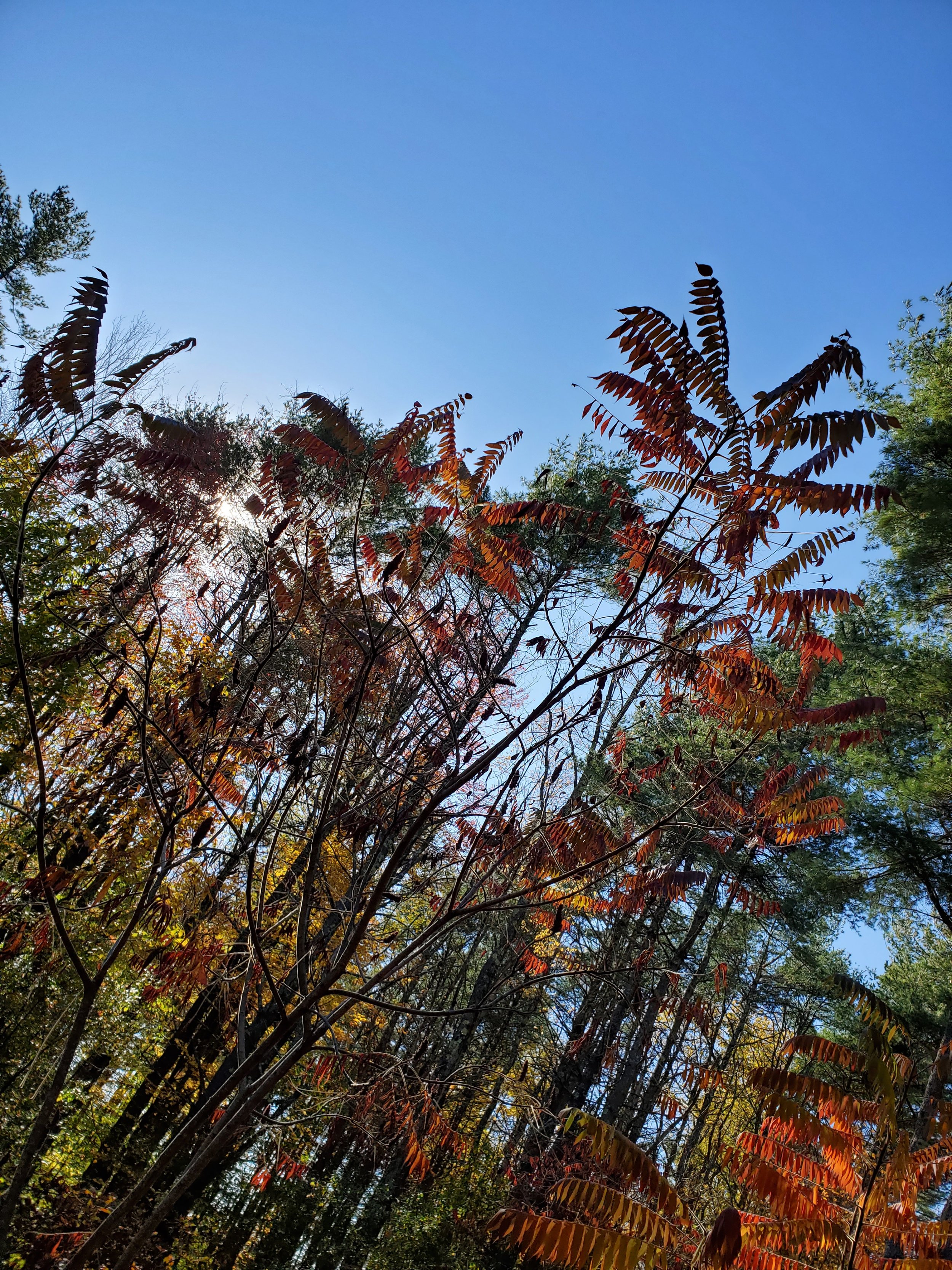 autumn sumac 1.jpg