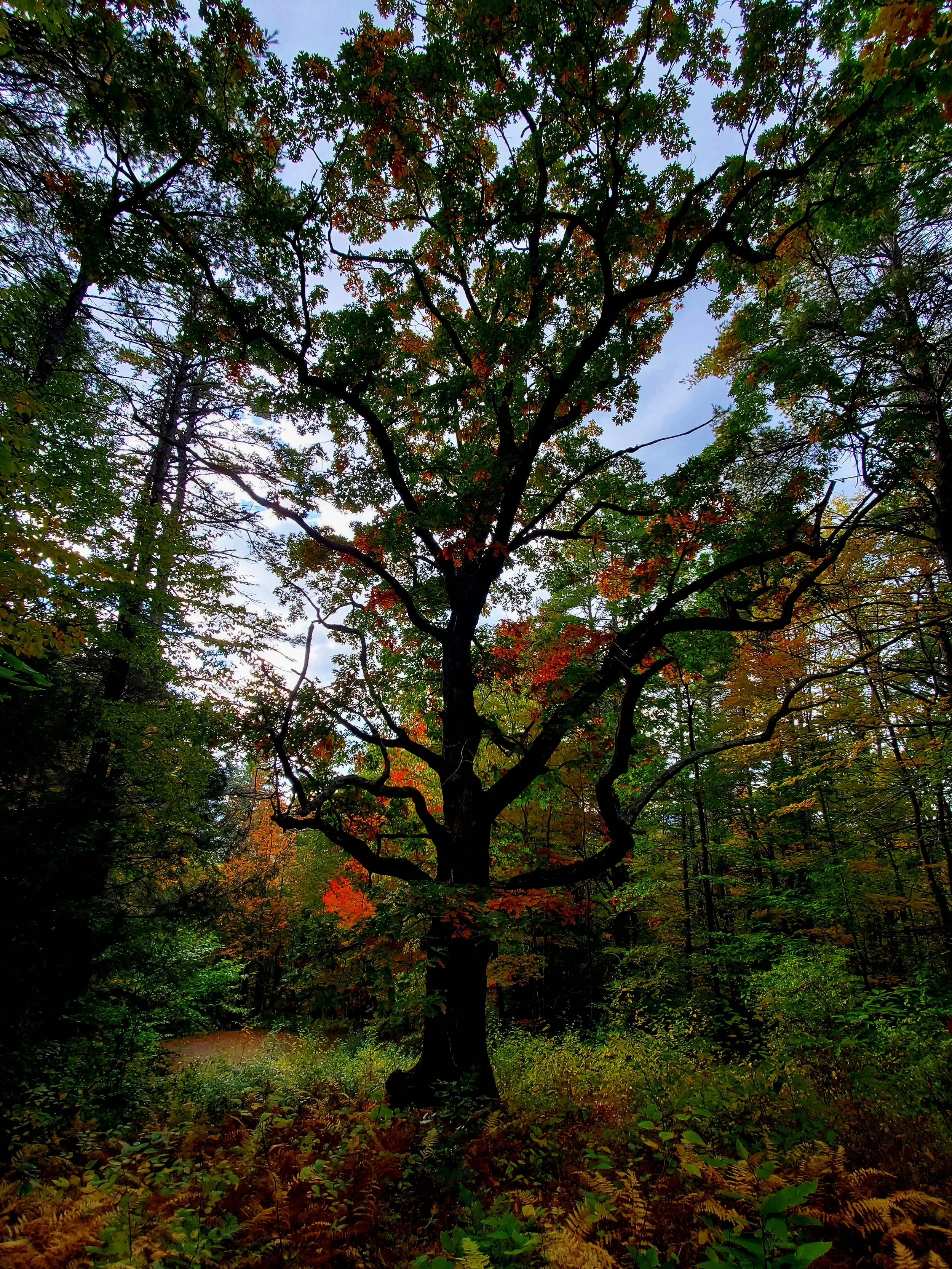 silhouette autumn oak tree, red-orange accents on trees below it, shadows all around, blue sky with a few clouds in background