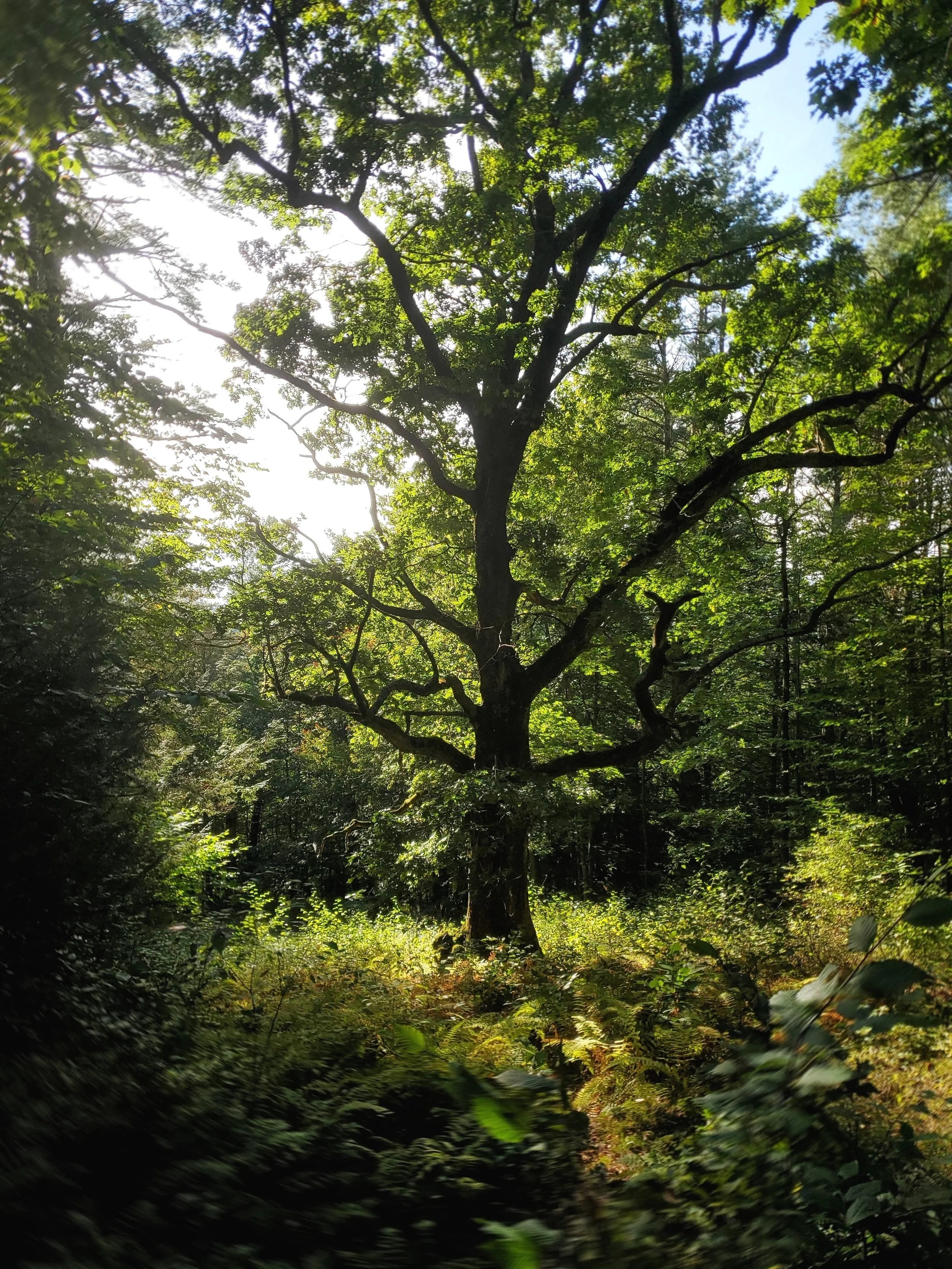 late summer oak tree aglow from below, white cloud glow background