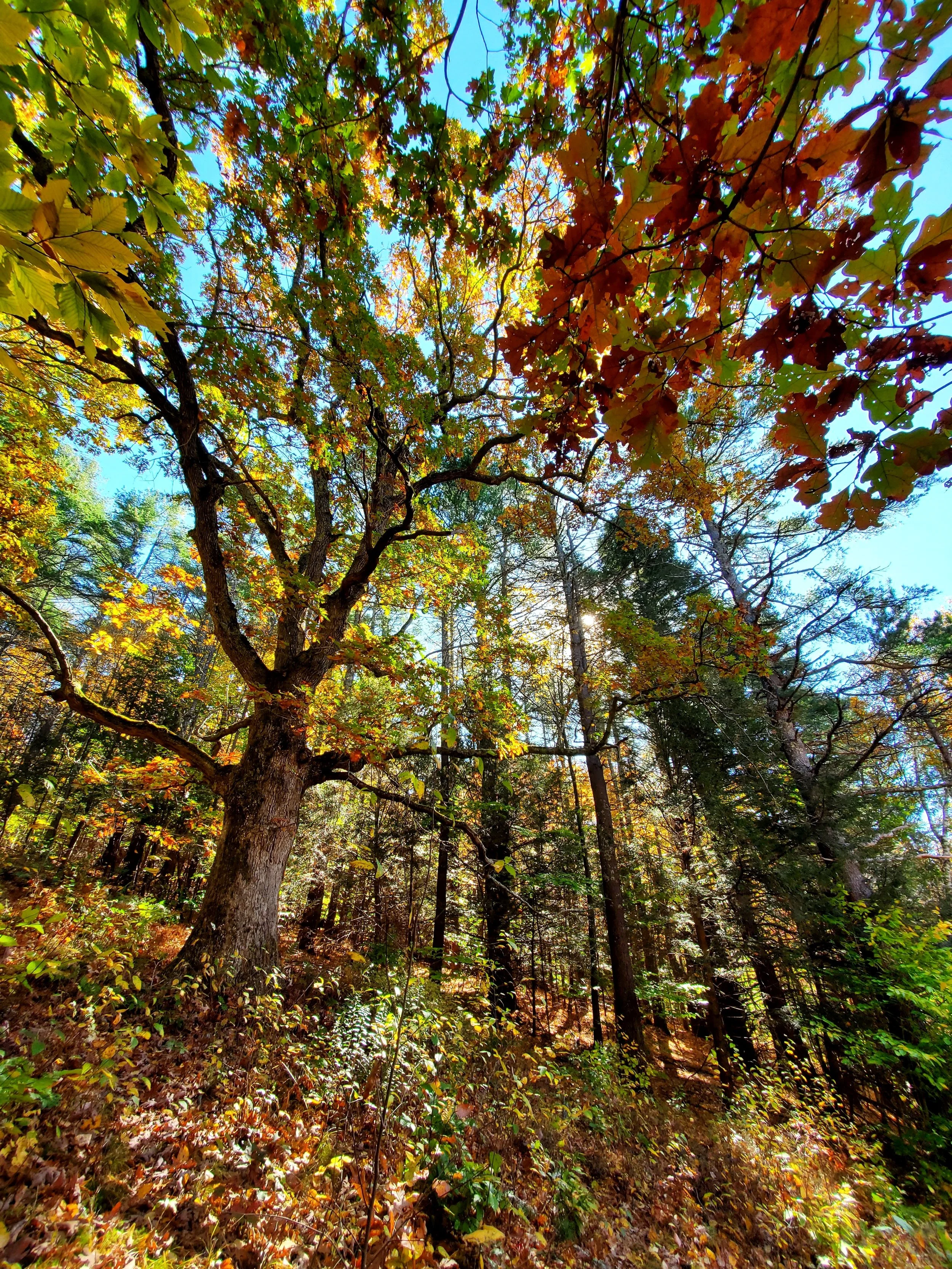 full autumn oak tree view from downhill with brown, red, gold accents all around; bright blue sky background