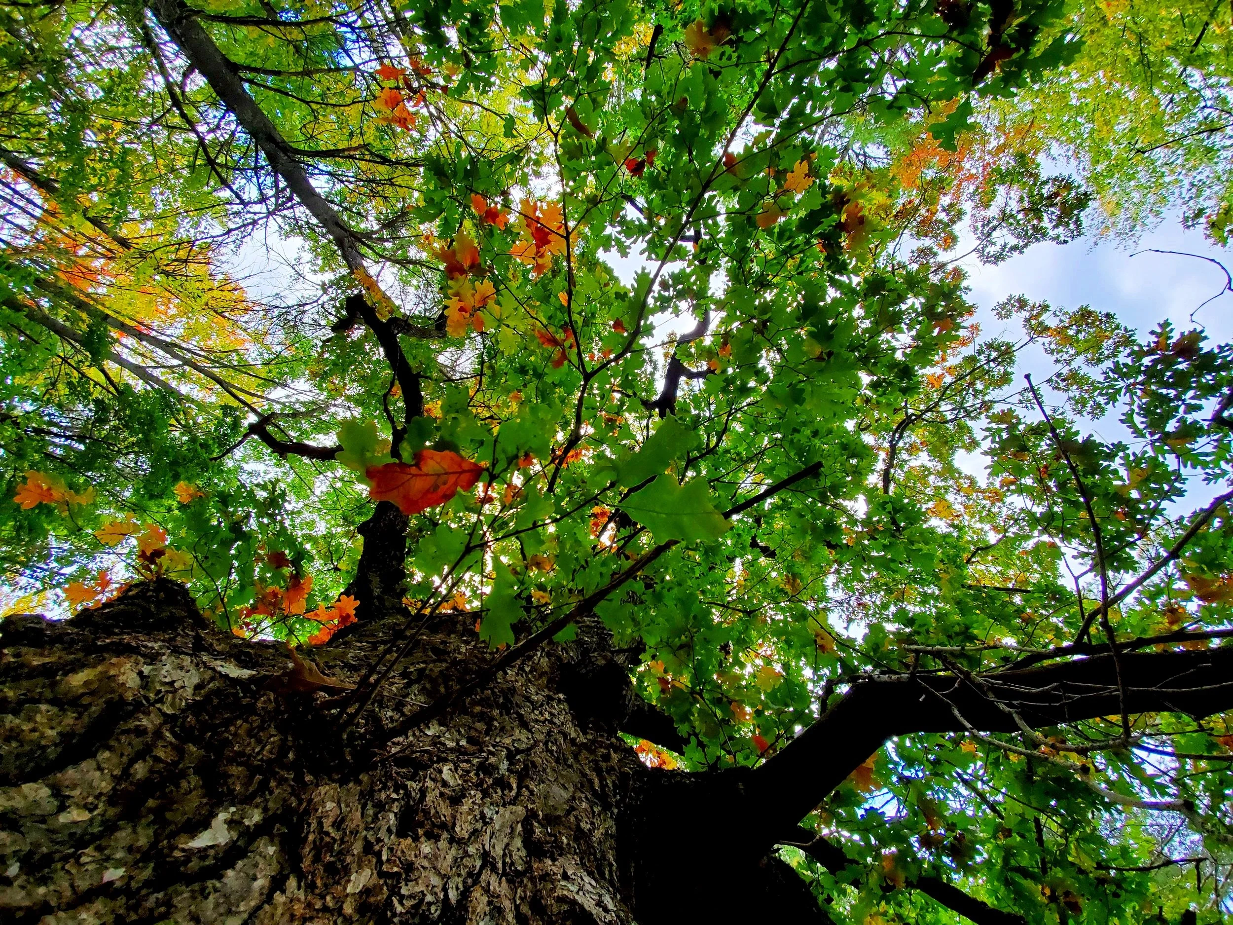 upwards view of oak tree from right next to trunk, a few orange leaves, white and blue sky peek from background