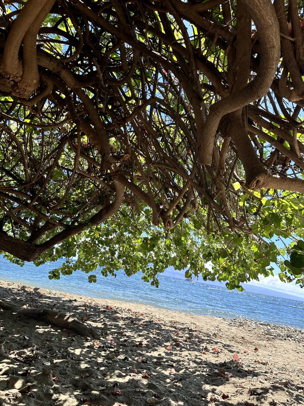 Downtown Lahaina beach views