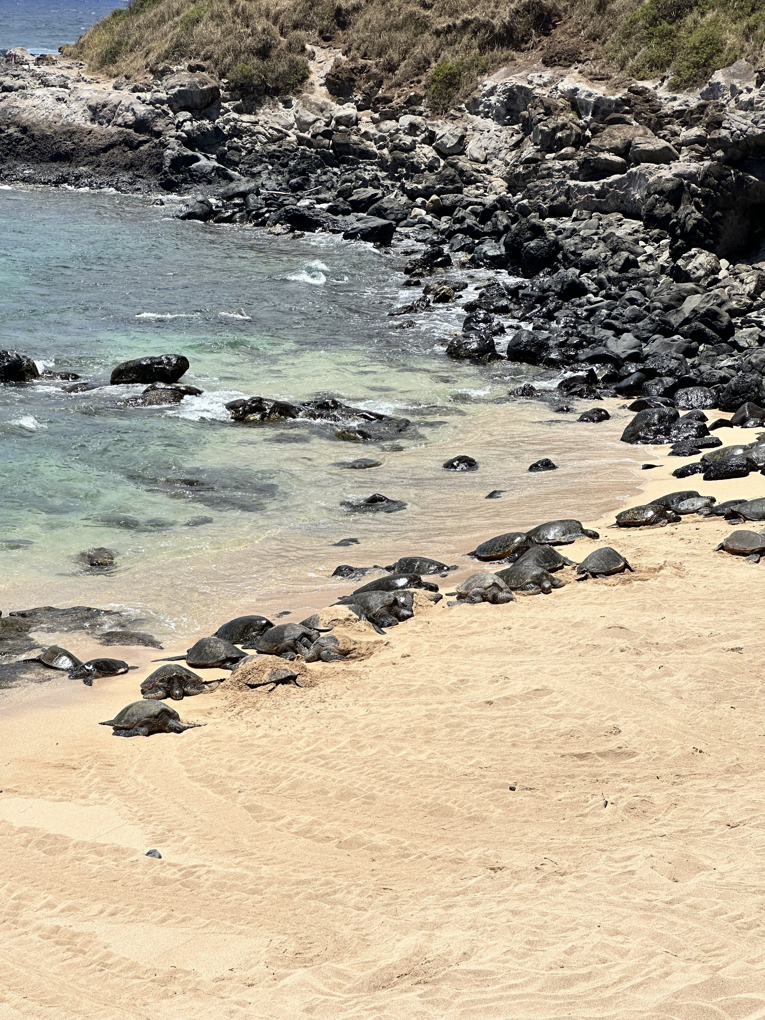 A beach FULL of freaking sea turtles