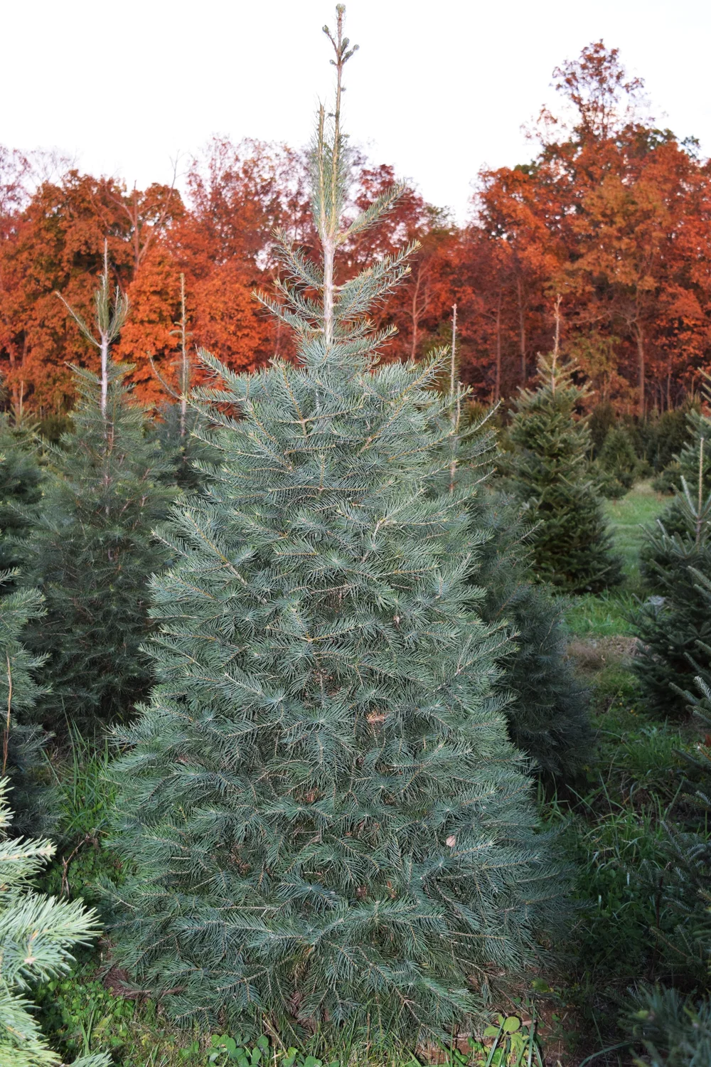 Menu 1 — Davidson Christmas Tree Farm