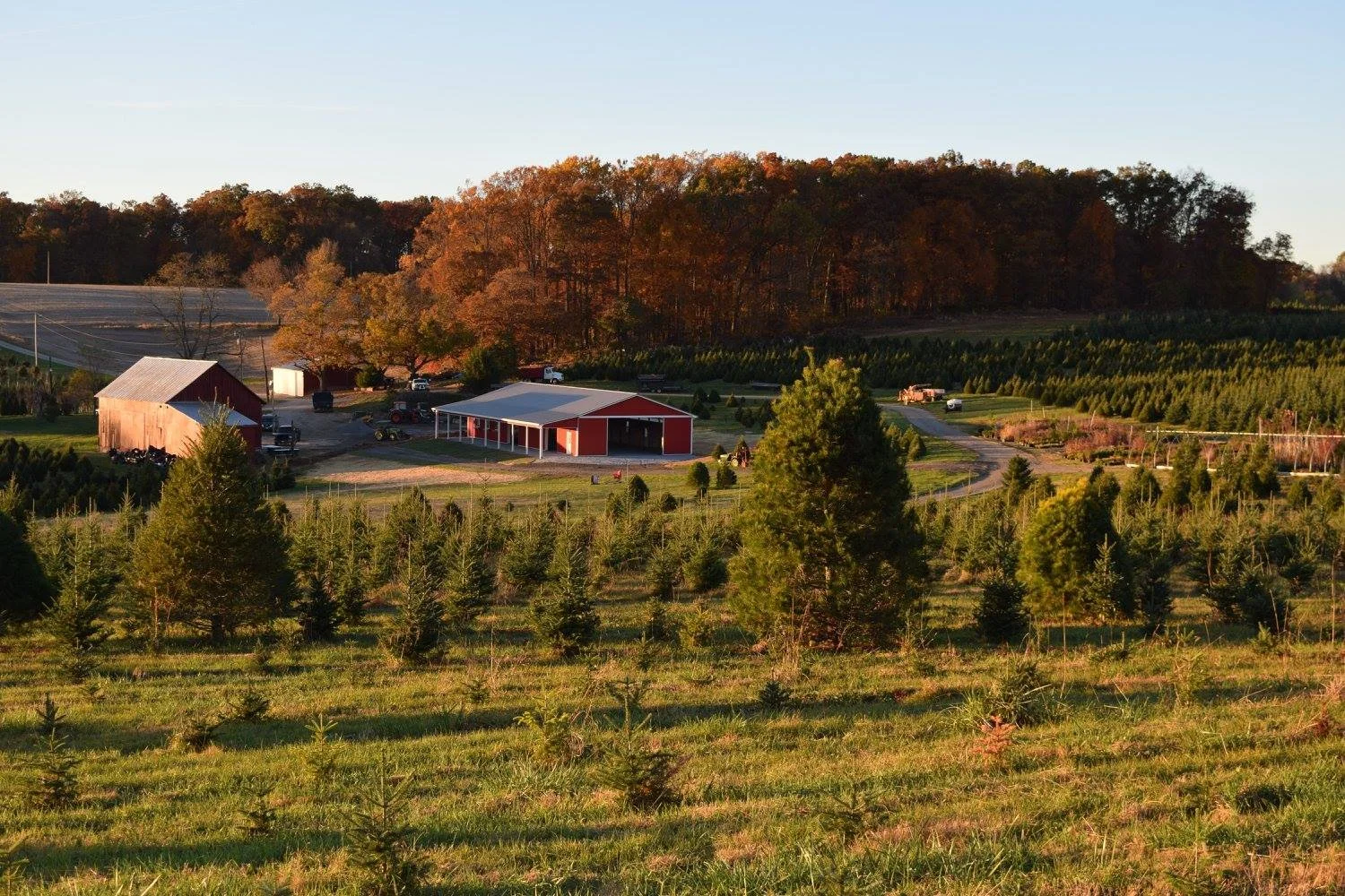 Davidson Christmas Tree Farm