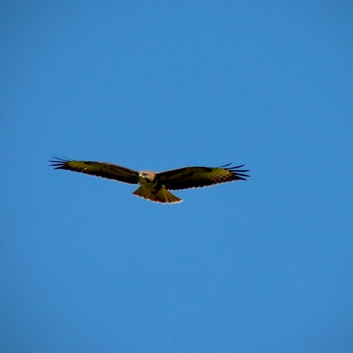 DSC_0185.jpg