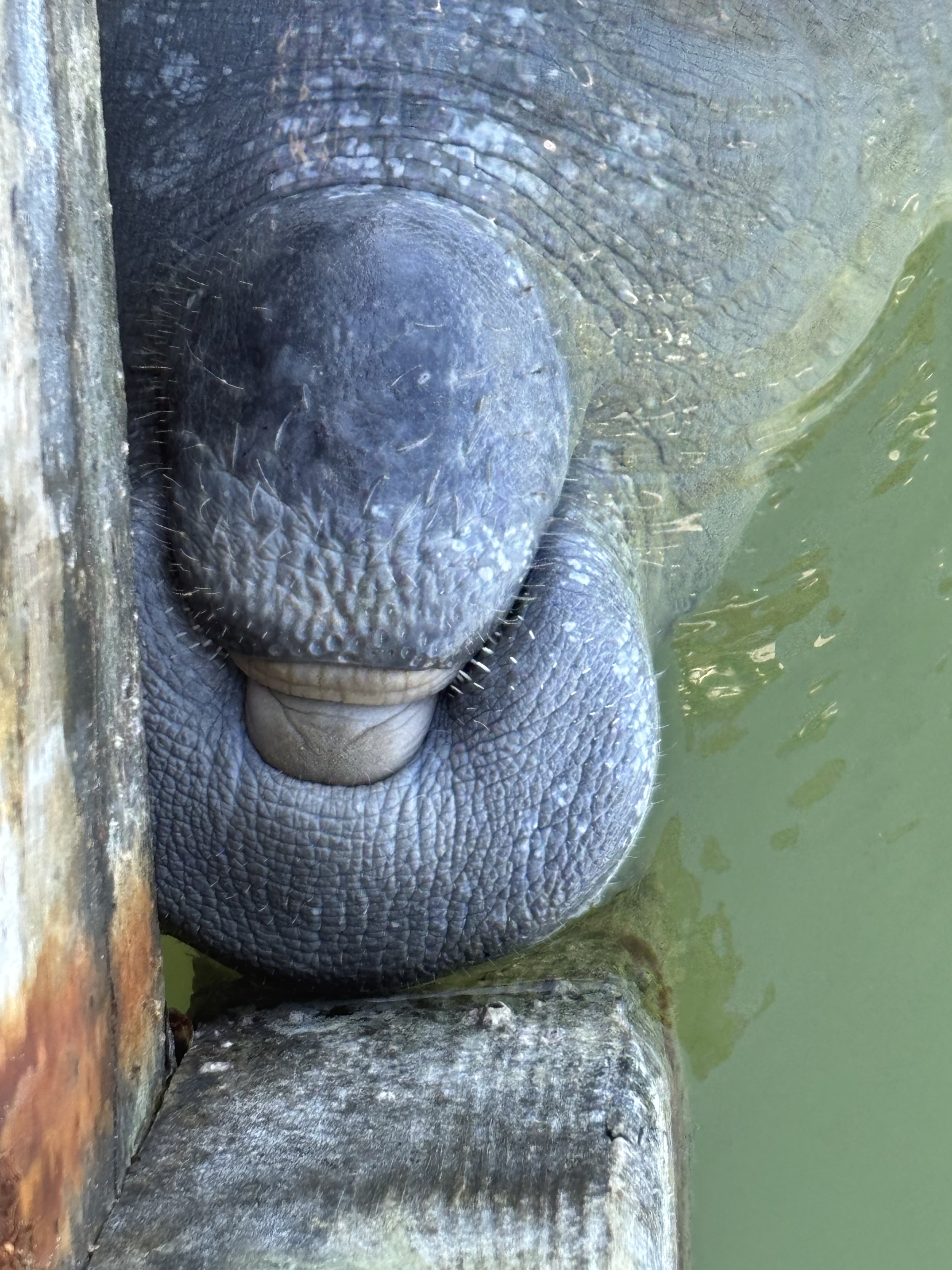 DAY 5 – 15th January 2025 - Our first Manatee