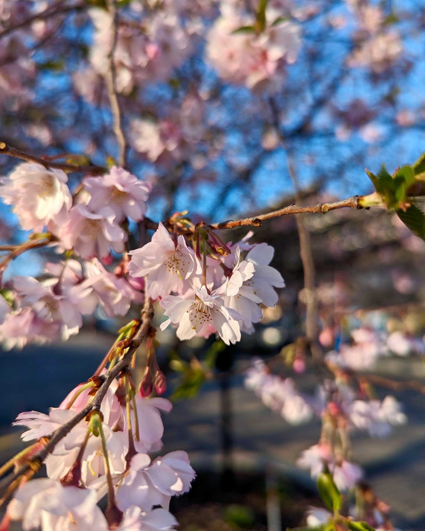 Join us on Sunday, April 28th, from 10-12 PM for Spring Cleanup at the Market! 🌸🌱✨

Help us prepare for the blossoming season ahead - mulching, raking, weeding, sweeping, and power washing!

Bring your gloves, sunscreen, and enthusiasm to get dirty