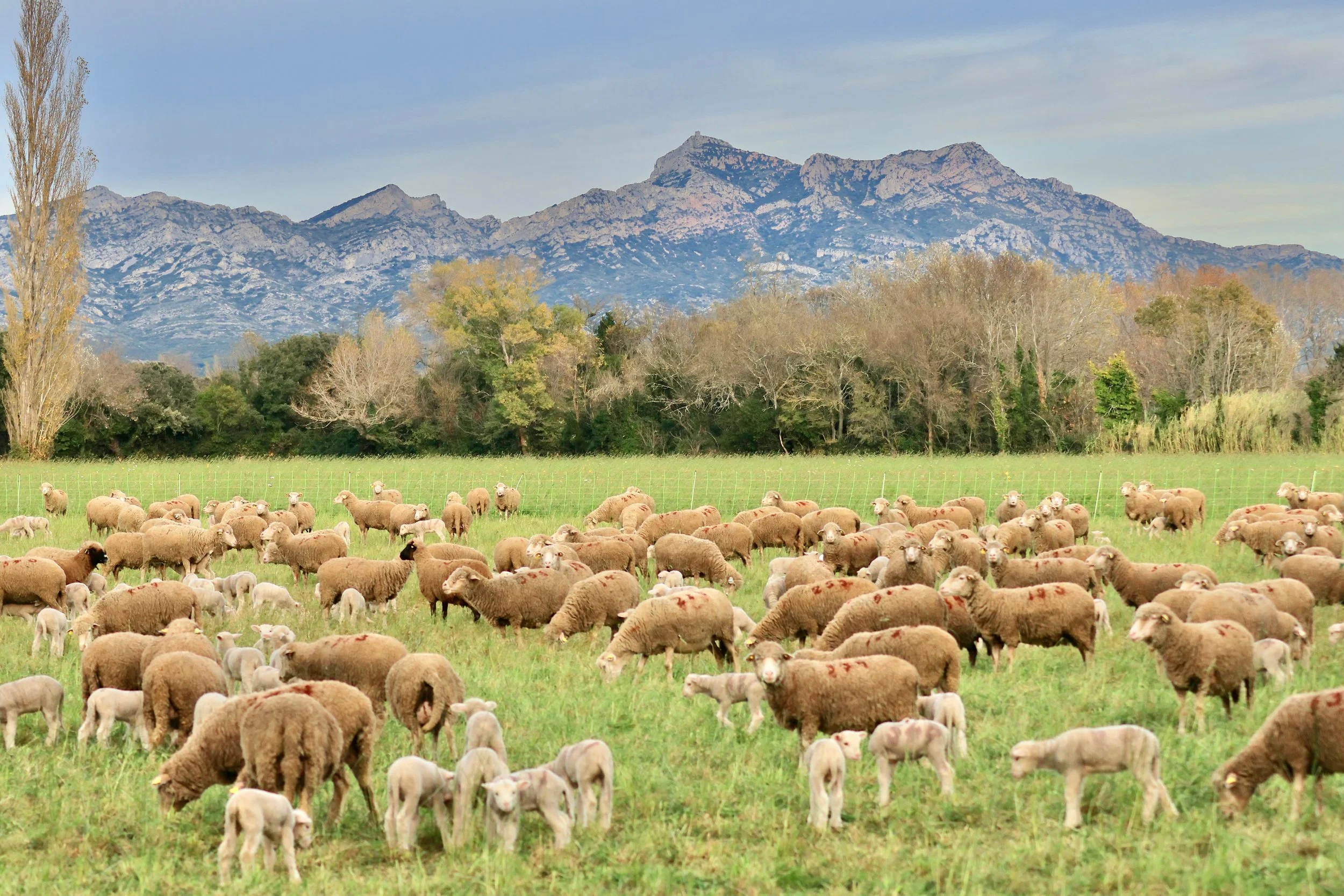Les moutons dans nos prairies : la vie au rythme du Foin de Crau