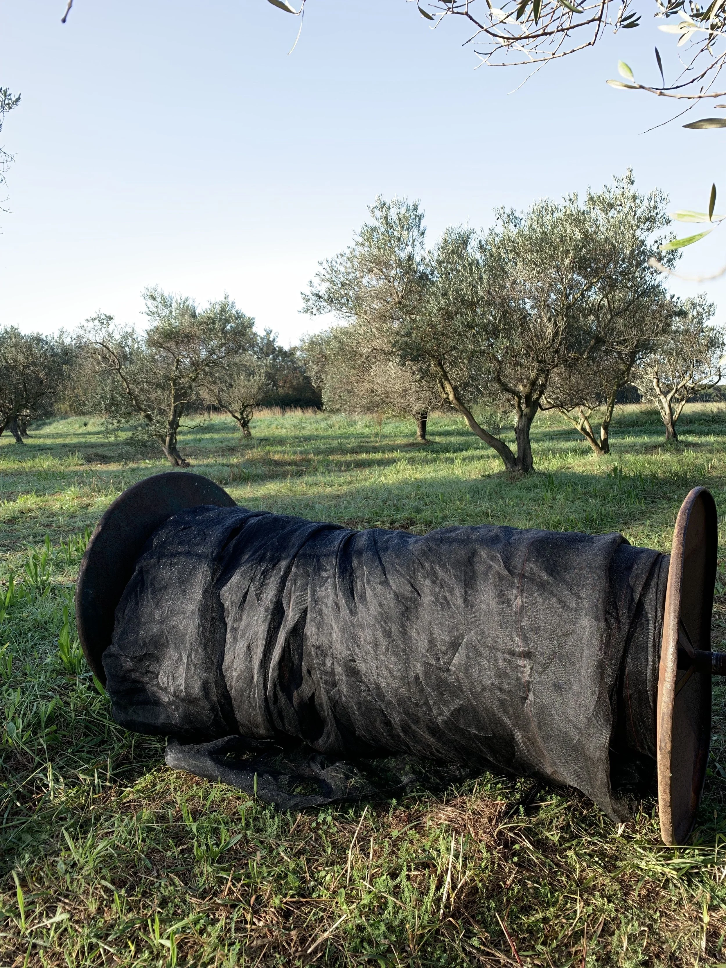 La récolte des olives à Mouriès : vivre la Provence oléicole en novembre