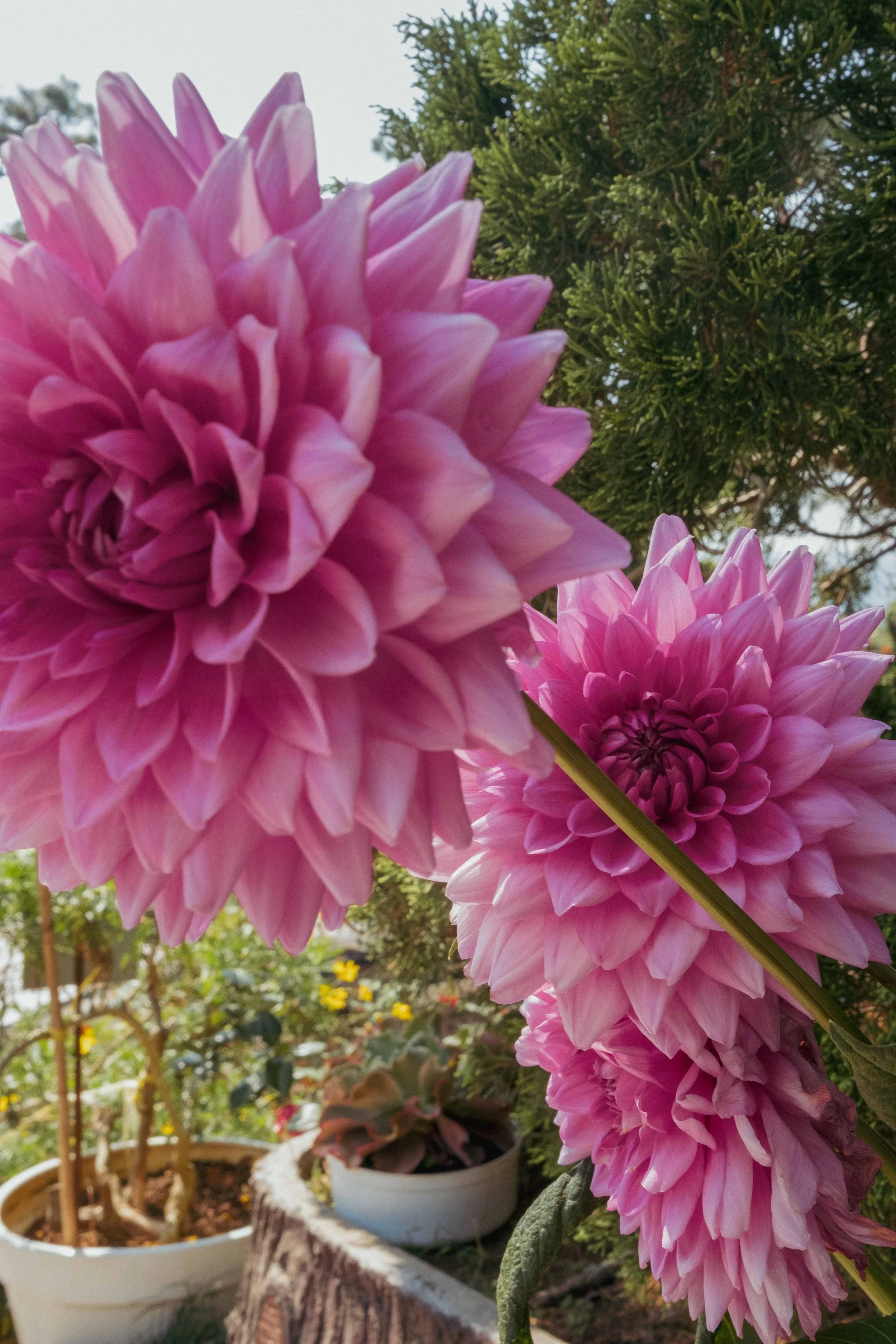 Close-up of pink dahlias with green foliage and outdoor potted plants in the background.