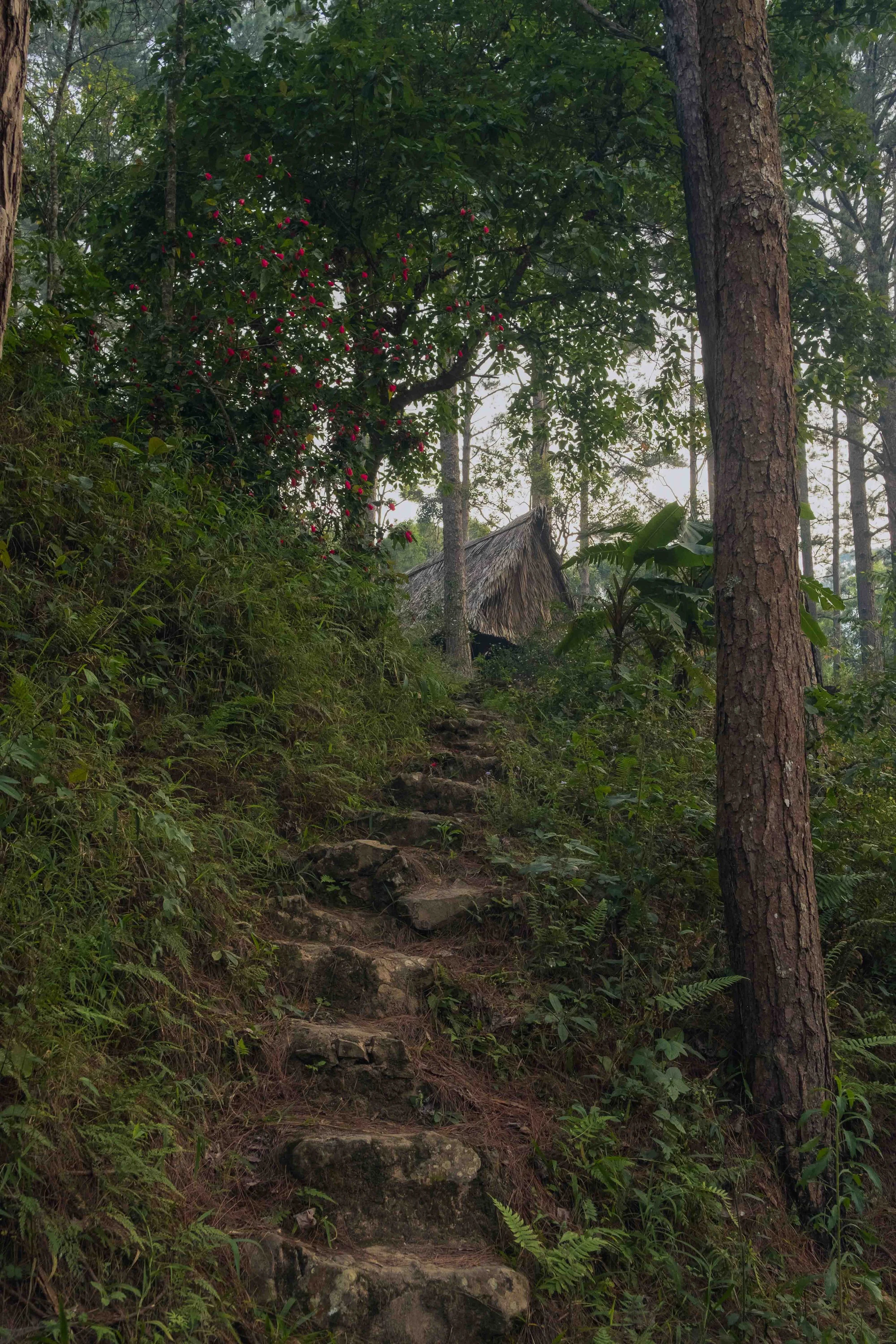 A forest trail with stone steps leading uphill, surrounded by green foliage and trees, with a small thatched hut visible in the background.