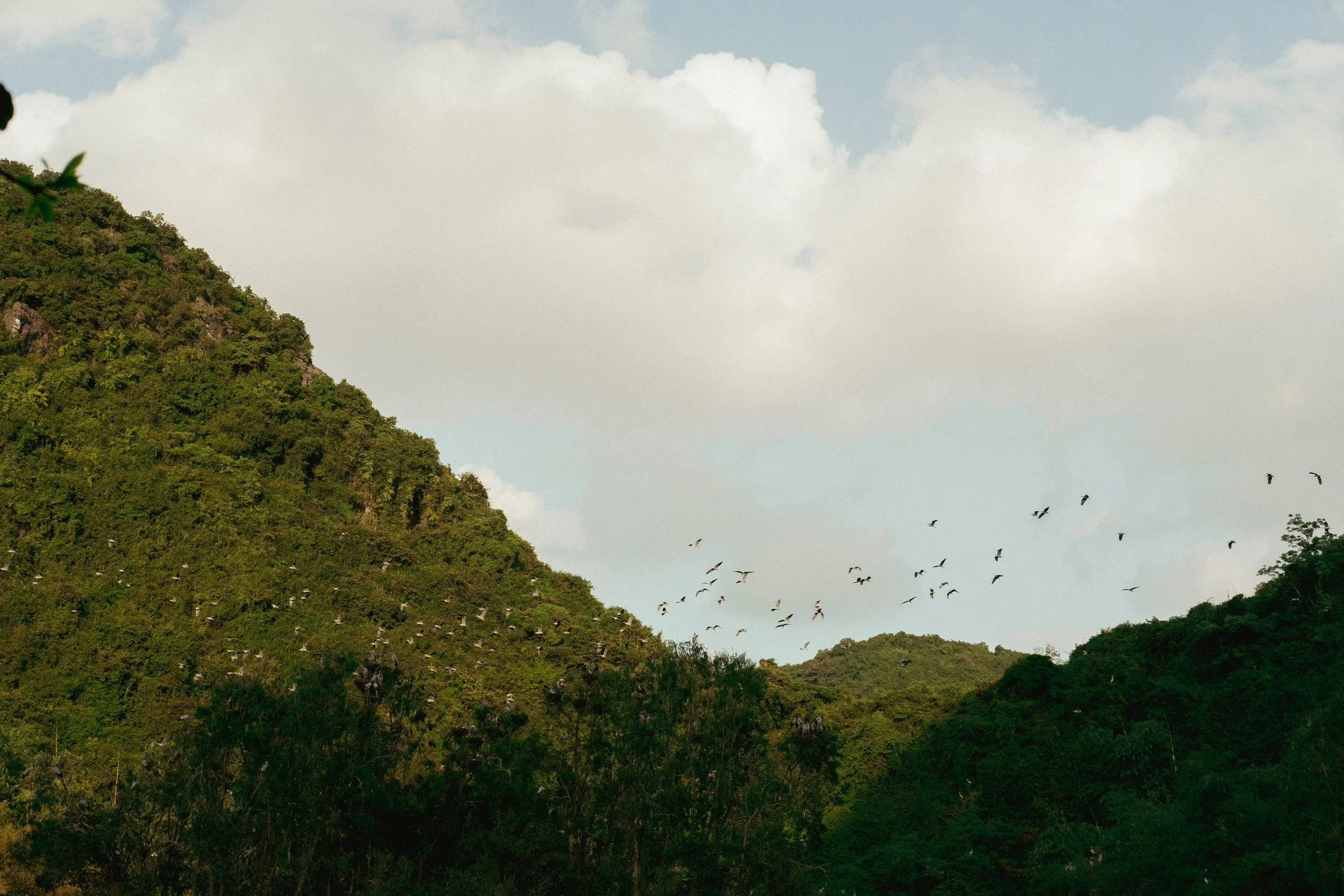 A lush green mountainside with trees, a flock of birds flying in the sky, and some clouds.