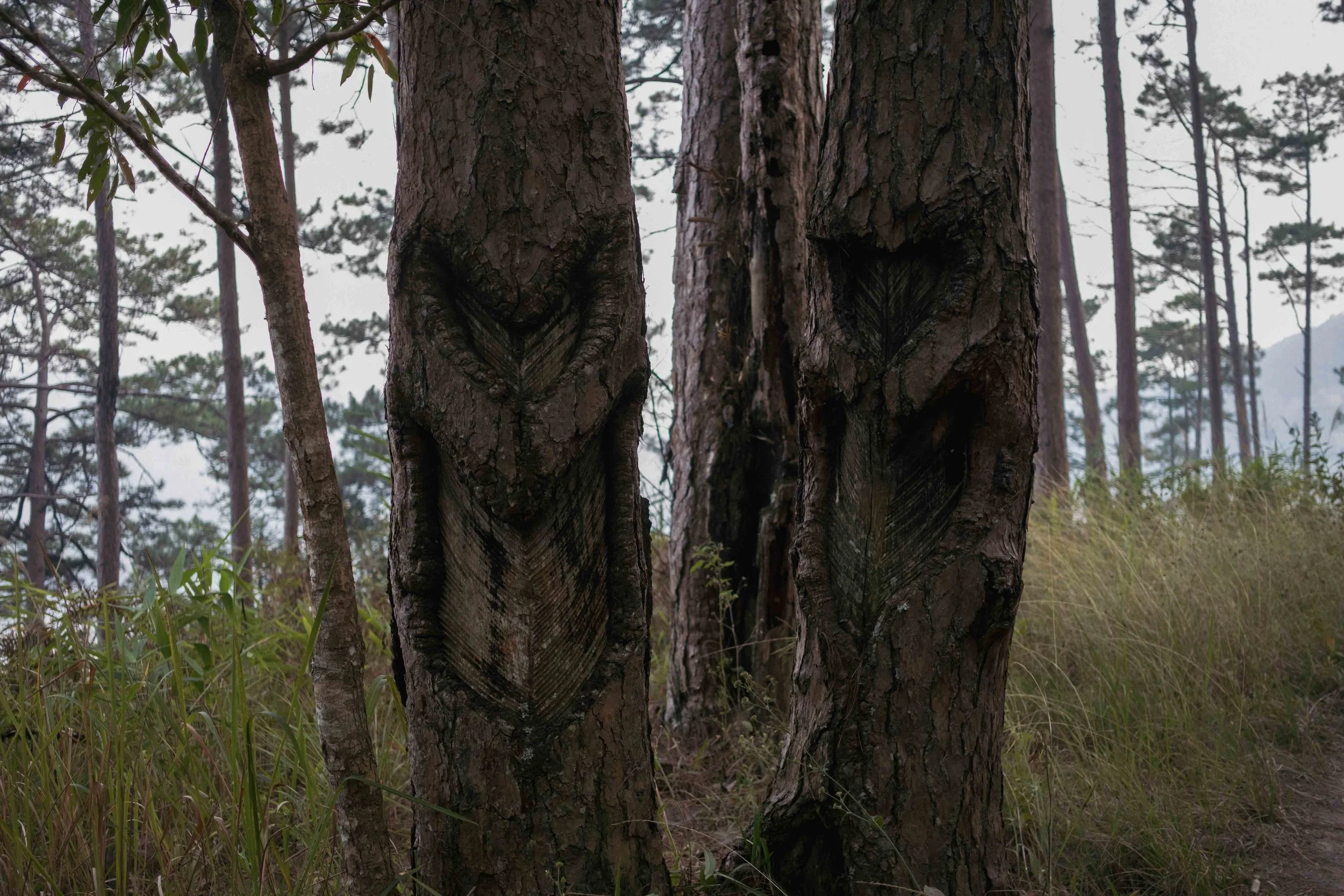 Close-up of two tree trunks with textured bark in a forest, with other trees and greenery in the background.