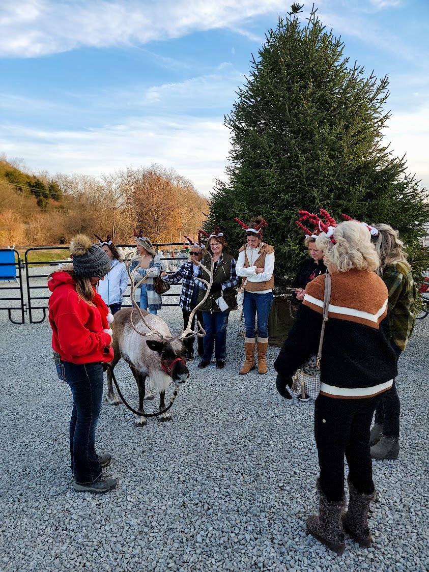 wtareindeer7.jpeg