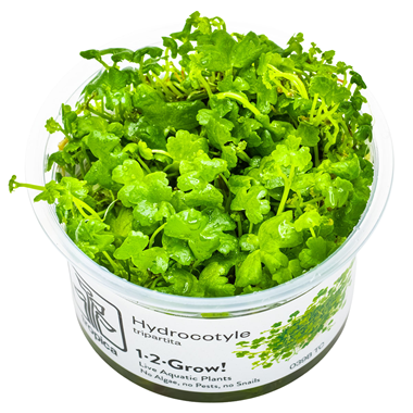 Hydrocotyle tripartita.png