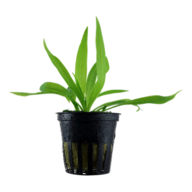 Helanthium bolivianum 'Quadricostatus'   Florida Nurseries