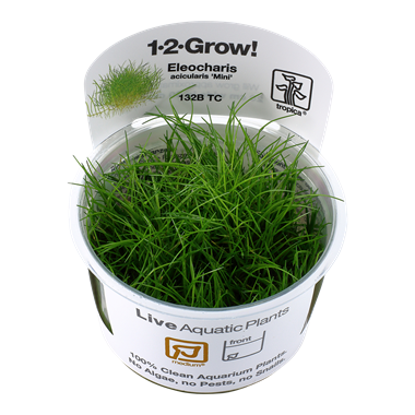 ELEOCHARIS ACICULARIS 'MINI'