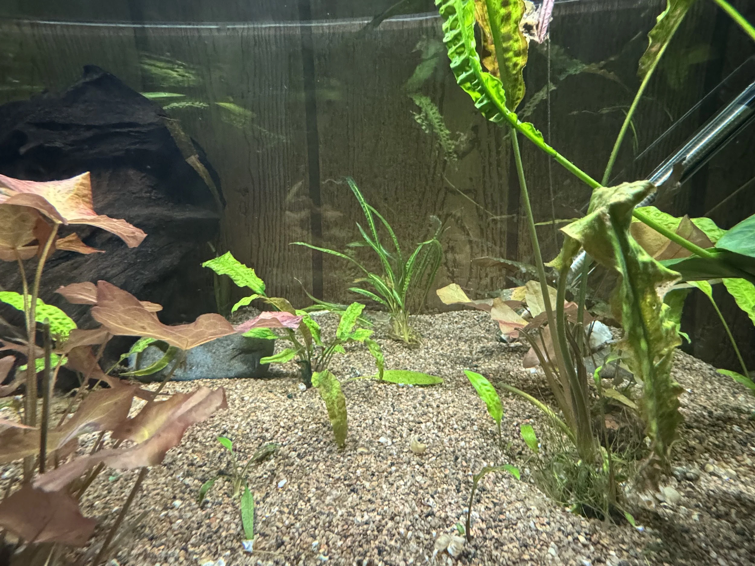 IMG_8620.jpeg