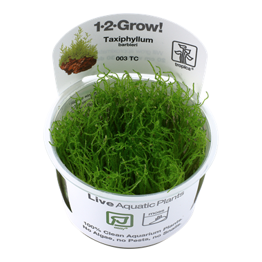 TAXIPHYLLUM BARBIERI