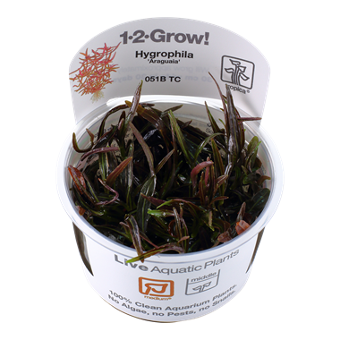 HYGROPHILA LANCEA 'ARAGUAIA'