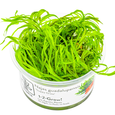 guppy grass.png